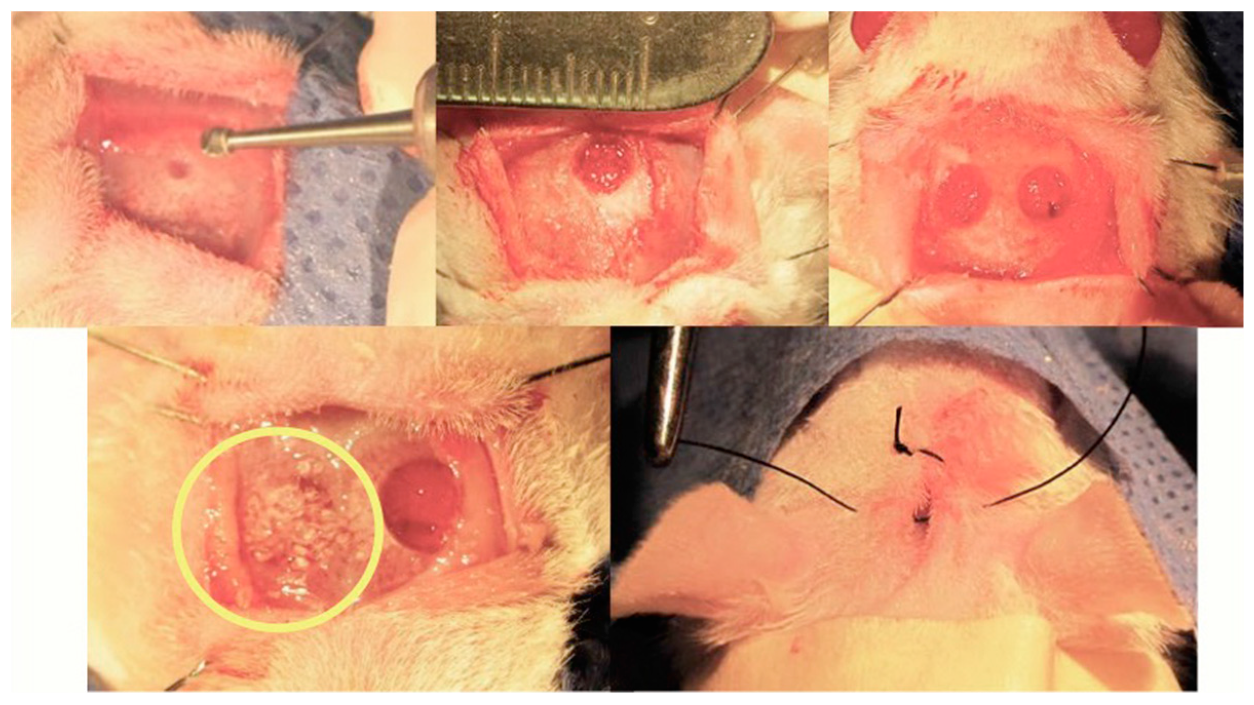 Molecules 24 01660 g010 Molecules 24 01660 g010