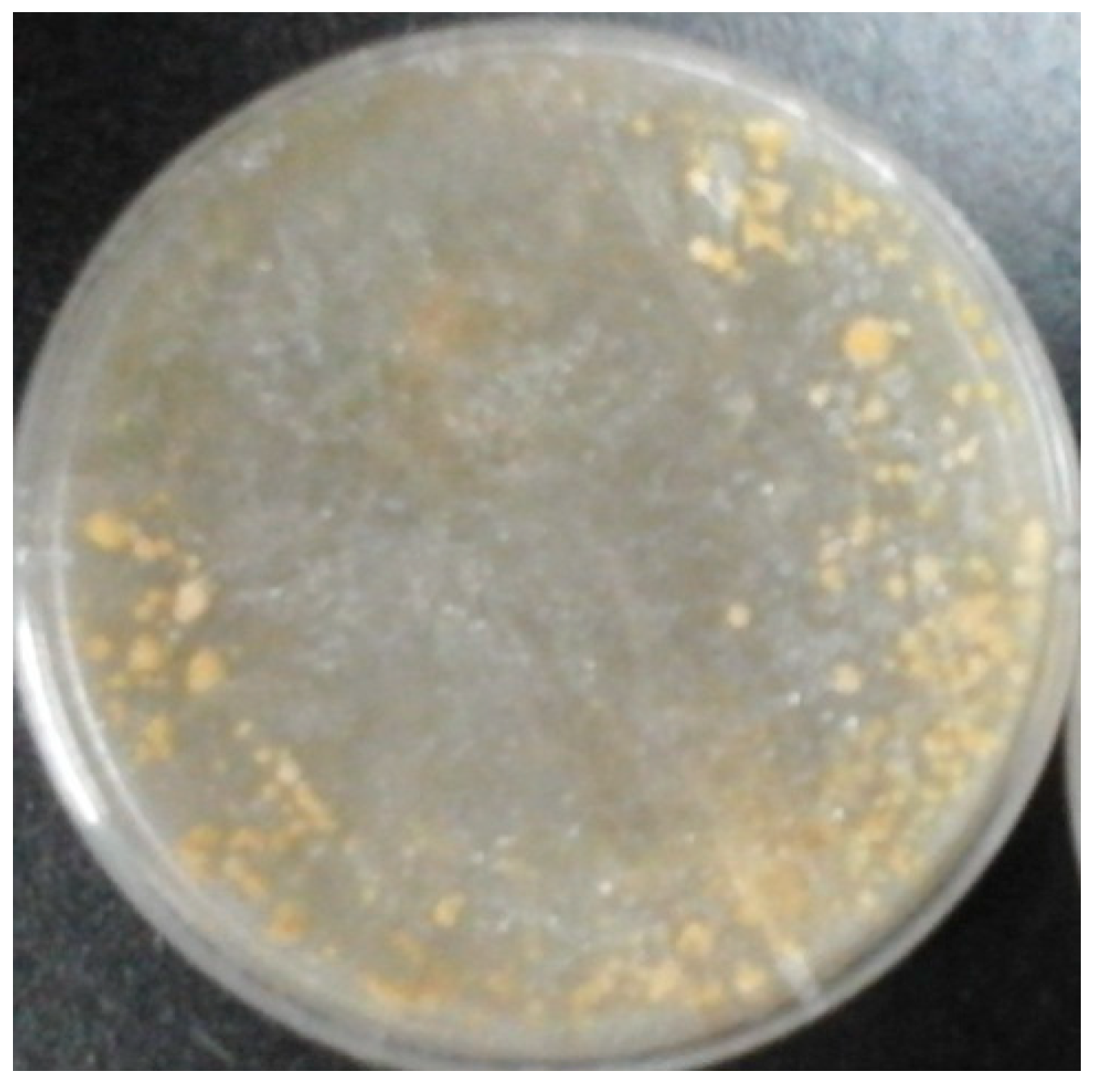 Molecules 24 01706 g001