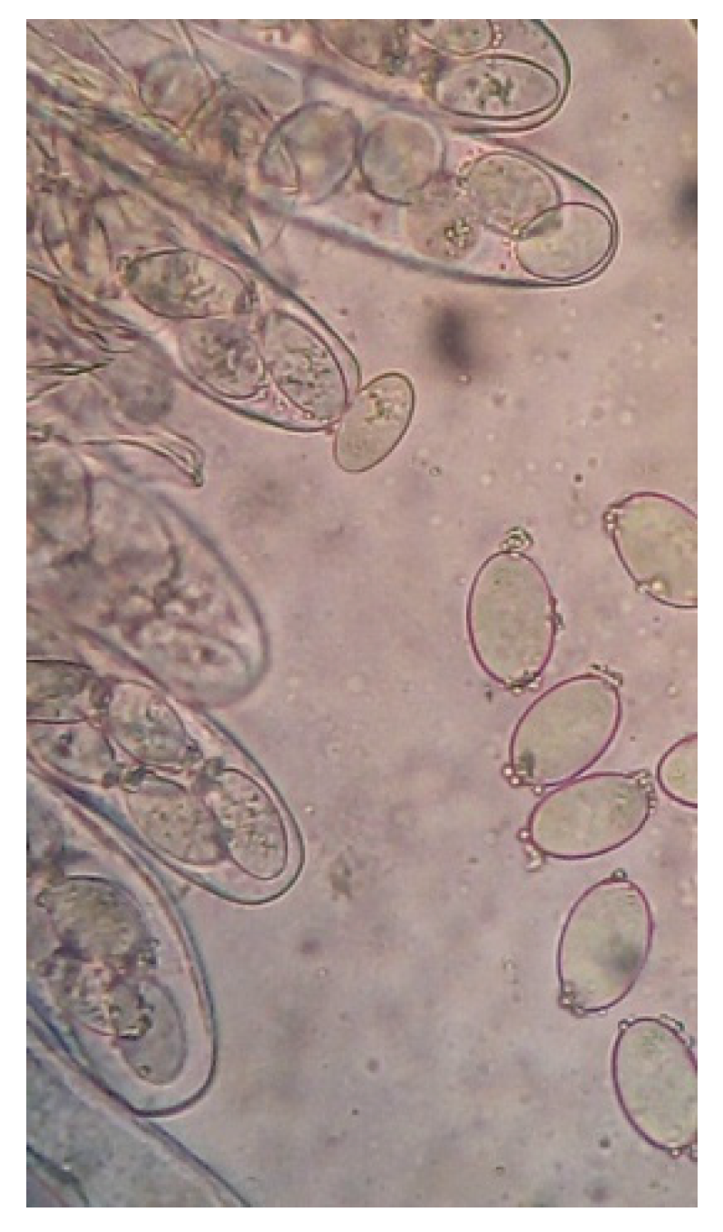 Molecules 24 01706 g002
