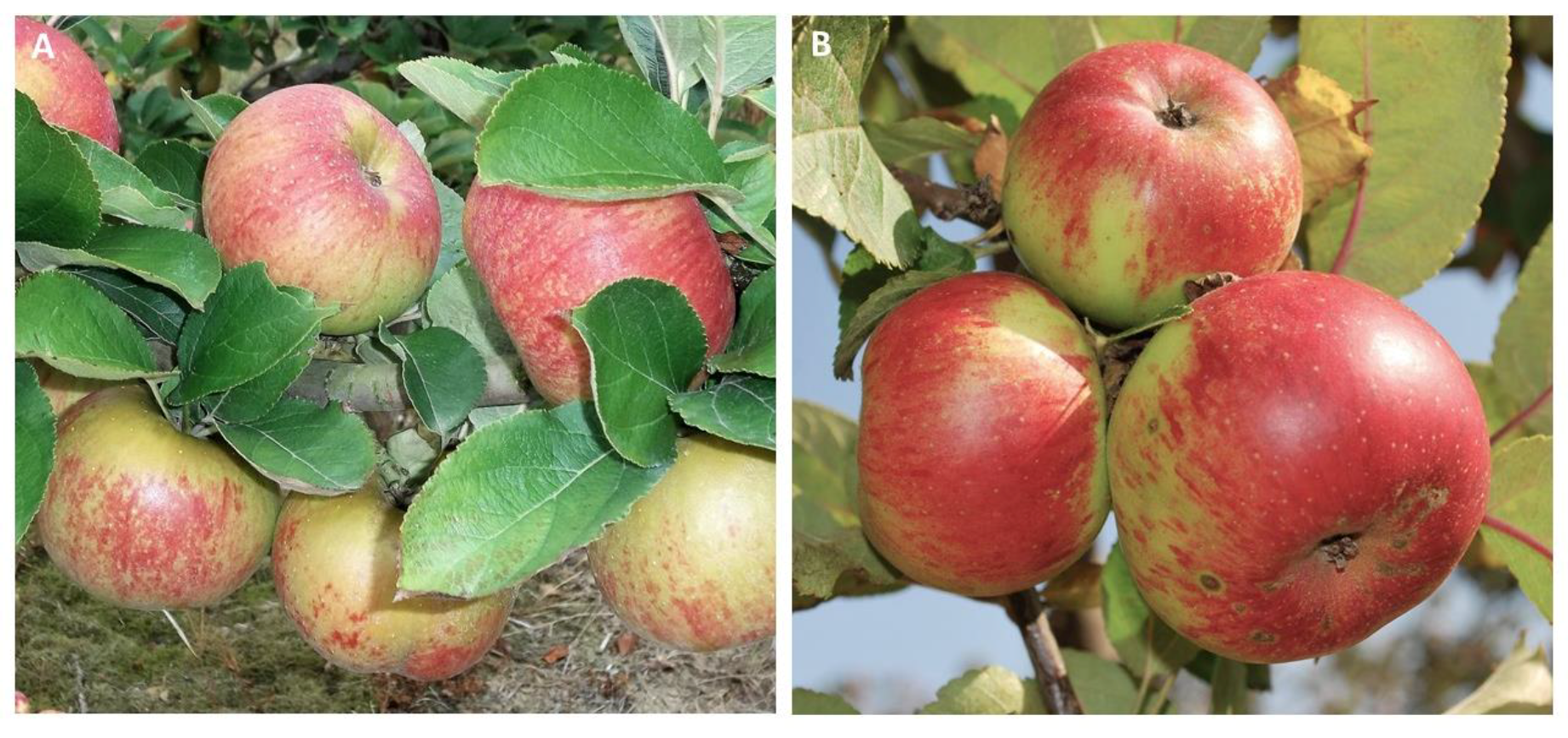 Molecules 24 01758 g001 Molecules 24 01758 g001