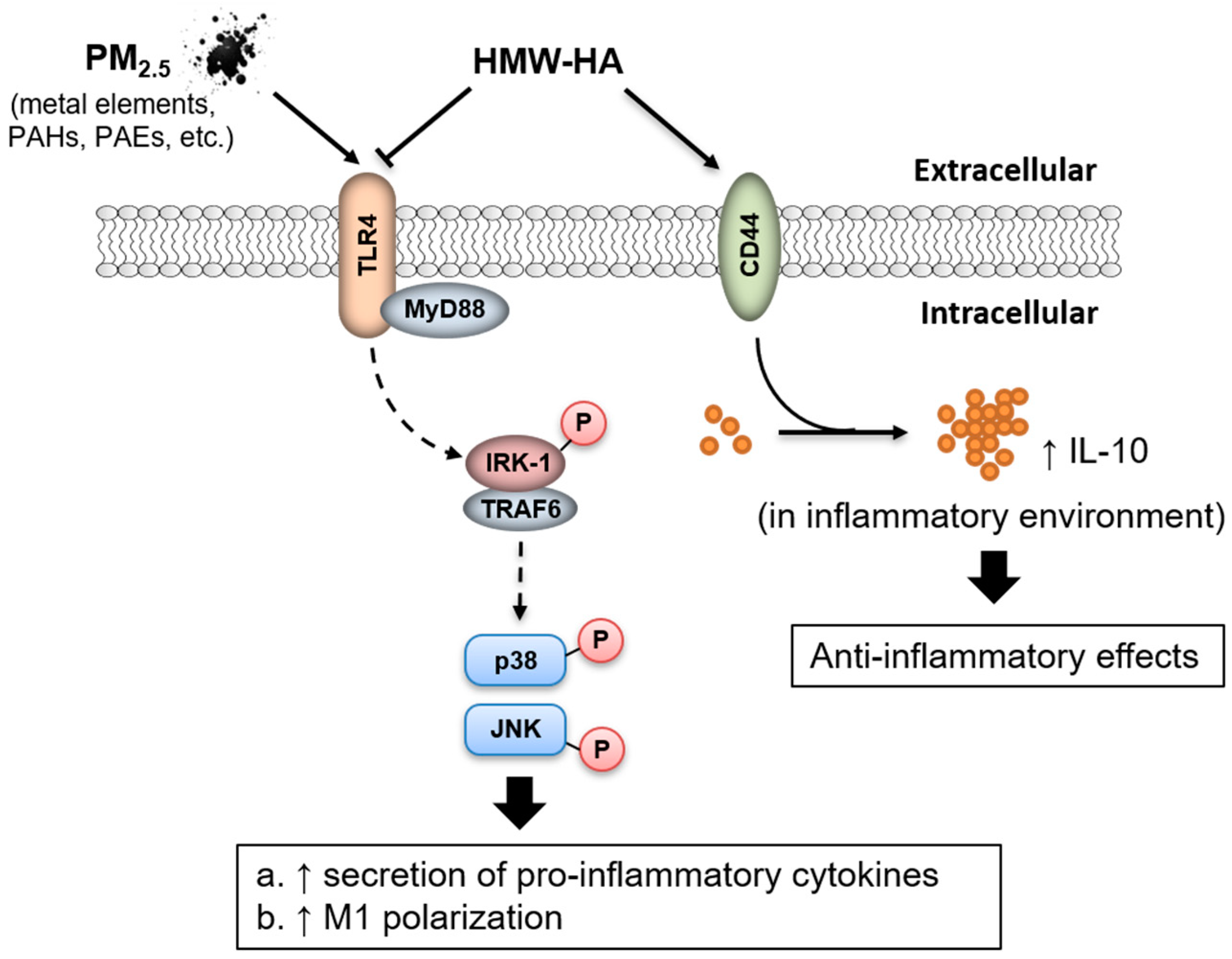 Molecules 24 01766 g006 Molecules 24 01766 g006