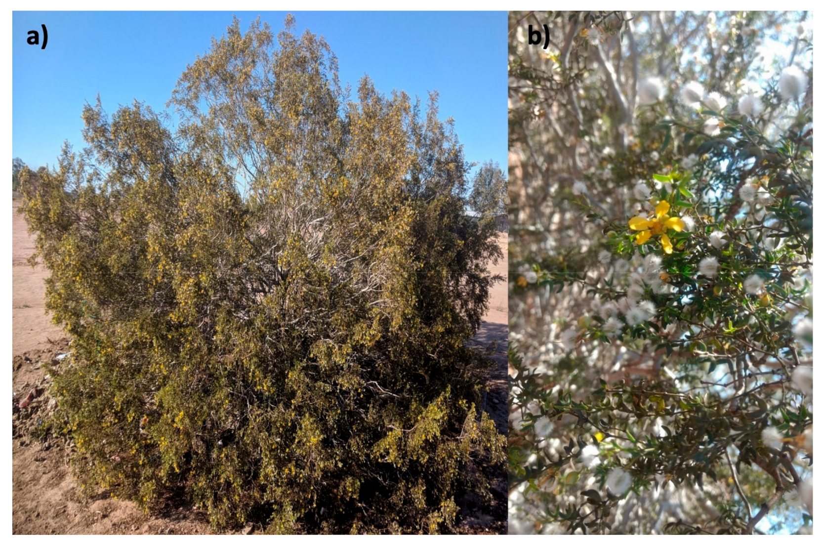 Molecules 24 01786 g002