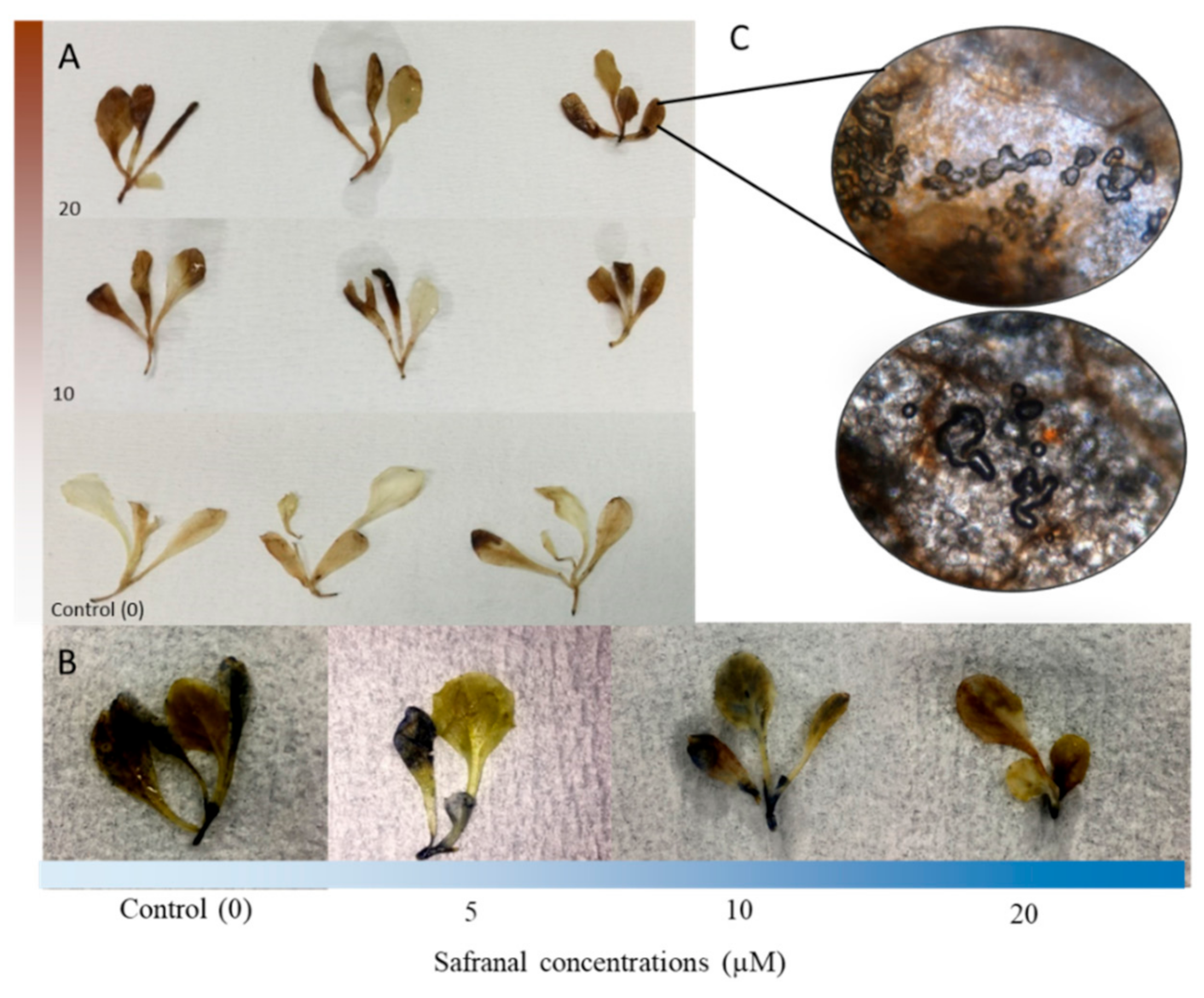 Molecules 24 01788 g001 Molecules 24 01788 g001