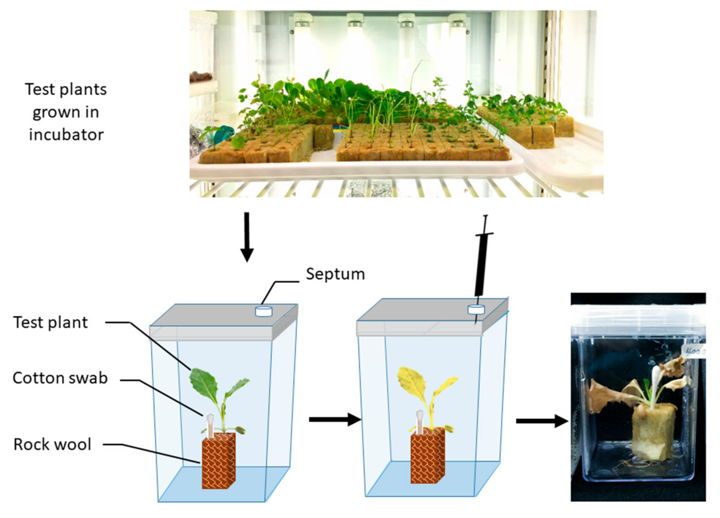 Molecules 24 01788 g007 Molecules 24 01788 g007
