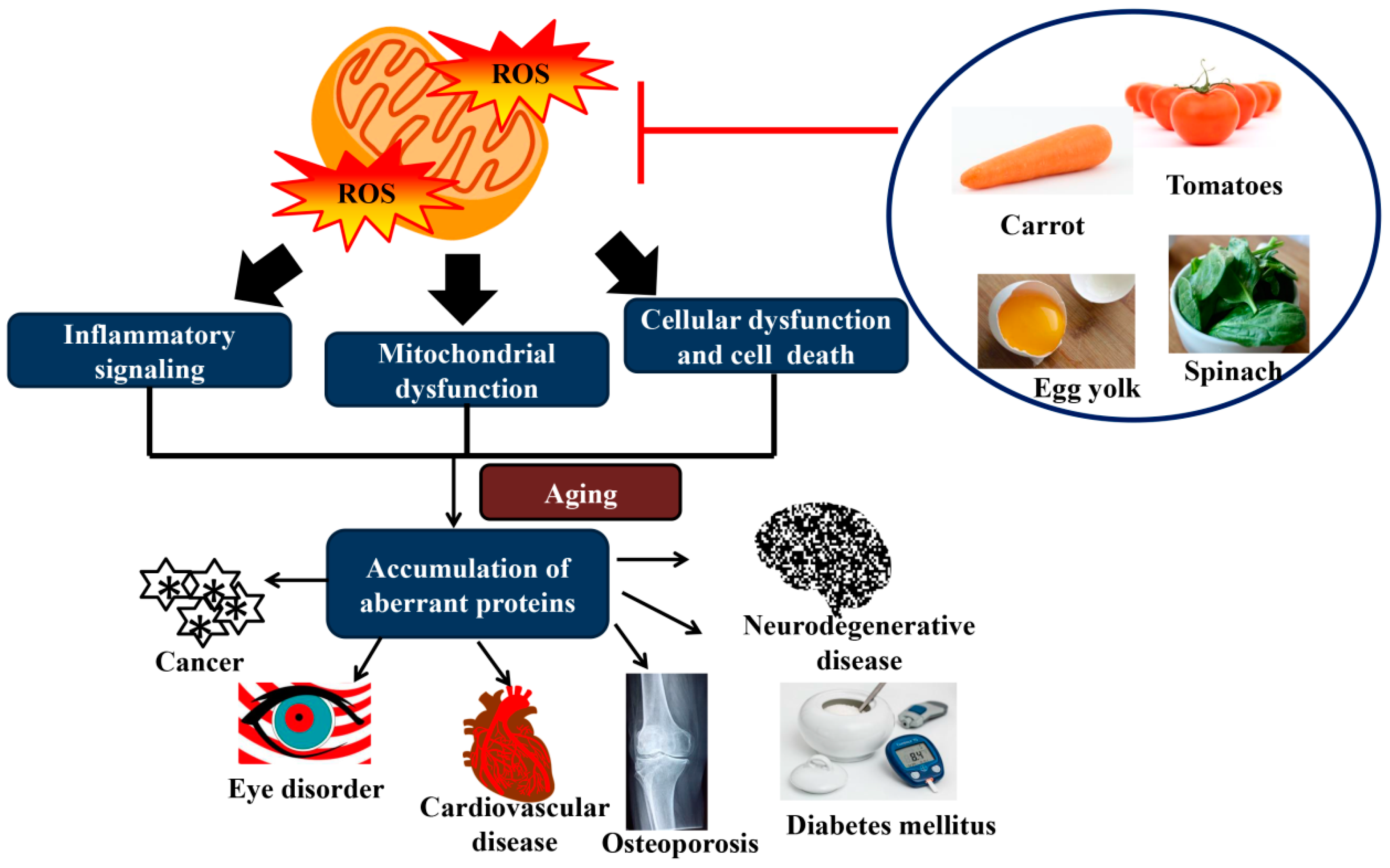 anti age expert oxidative stress