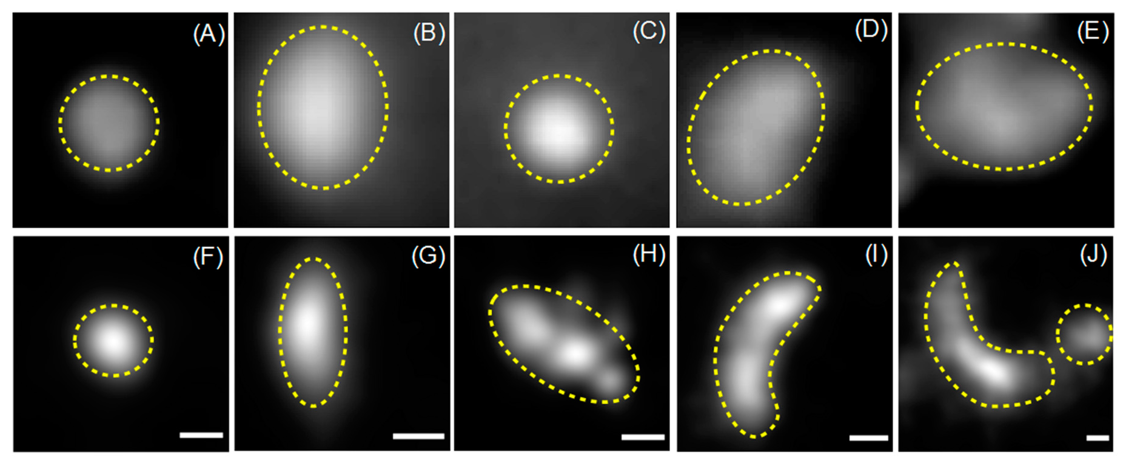 Molecules 24 01833 g006 550