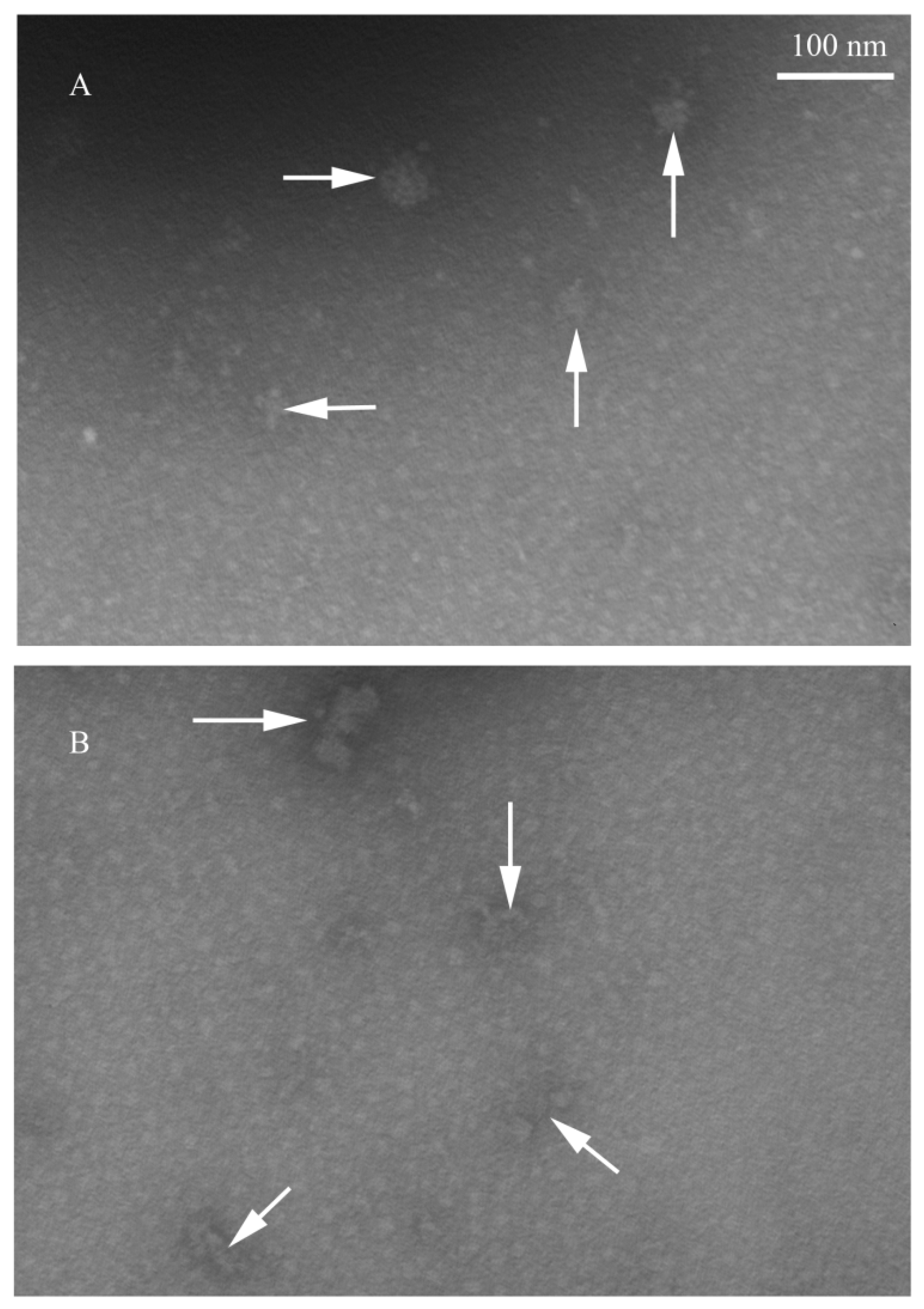 Molecules 24 01835 g005