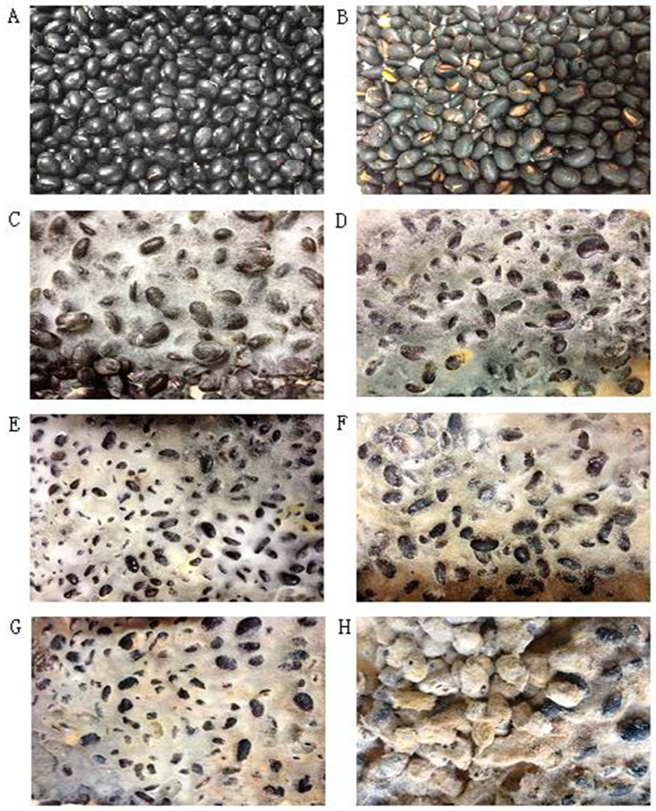 Molecules 24 01864 g001