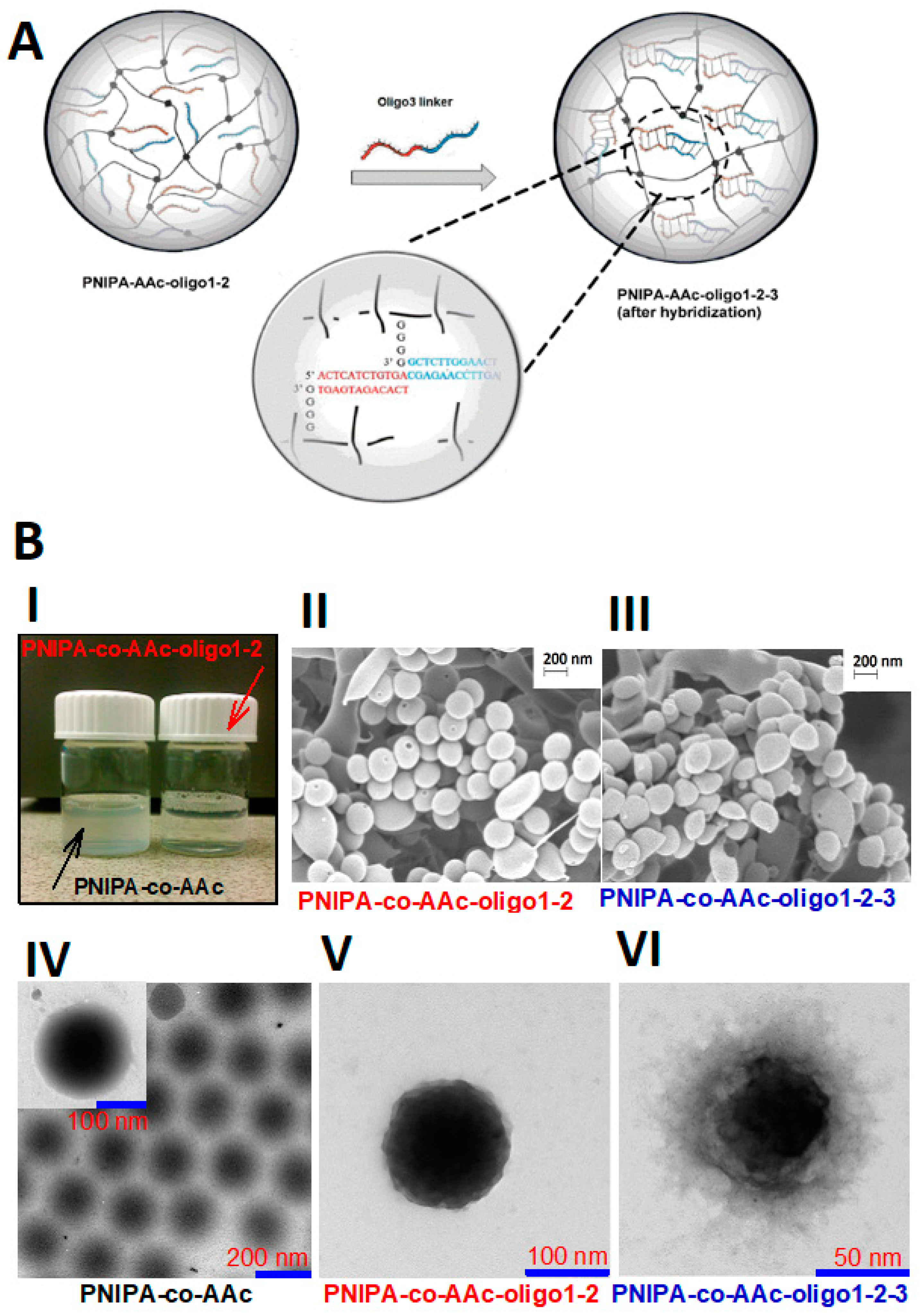 Molecules 24 01873 g006