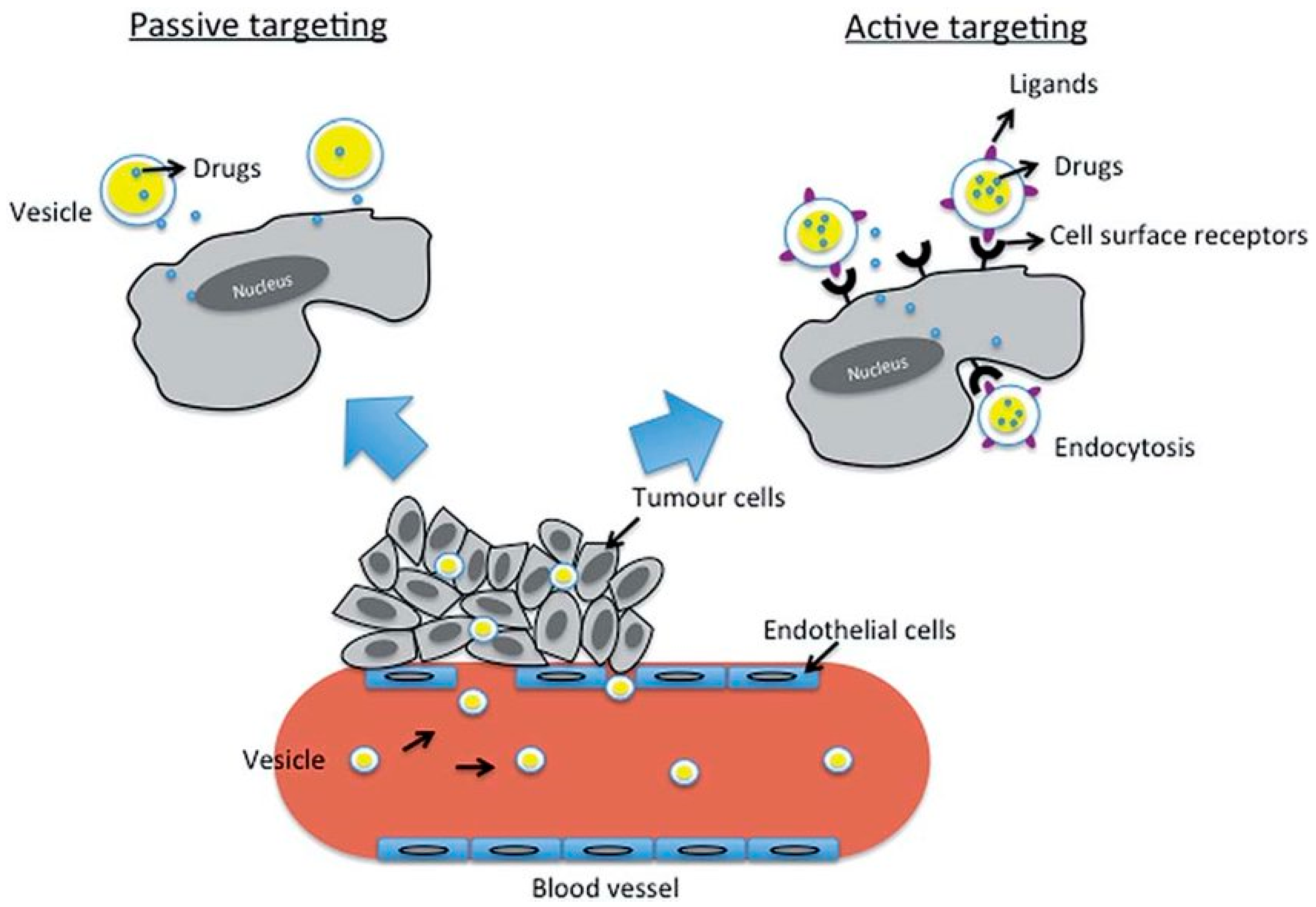 Molecules 24 01873 g008