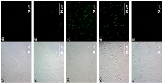 Molecules 24 01882 g005 550