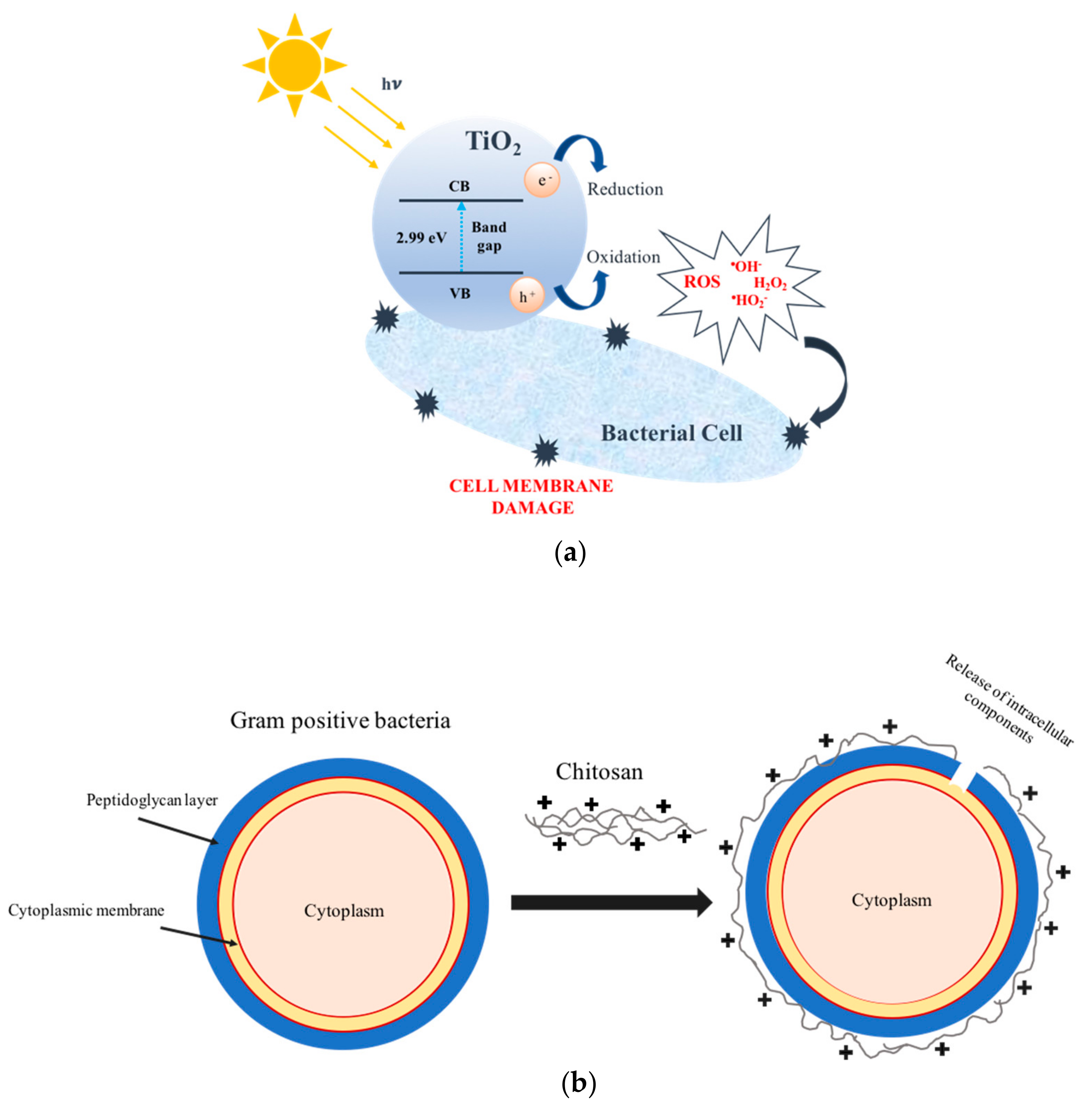 Molecules 24 01891 g001