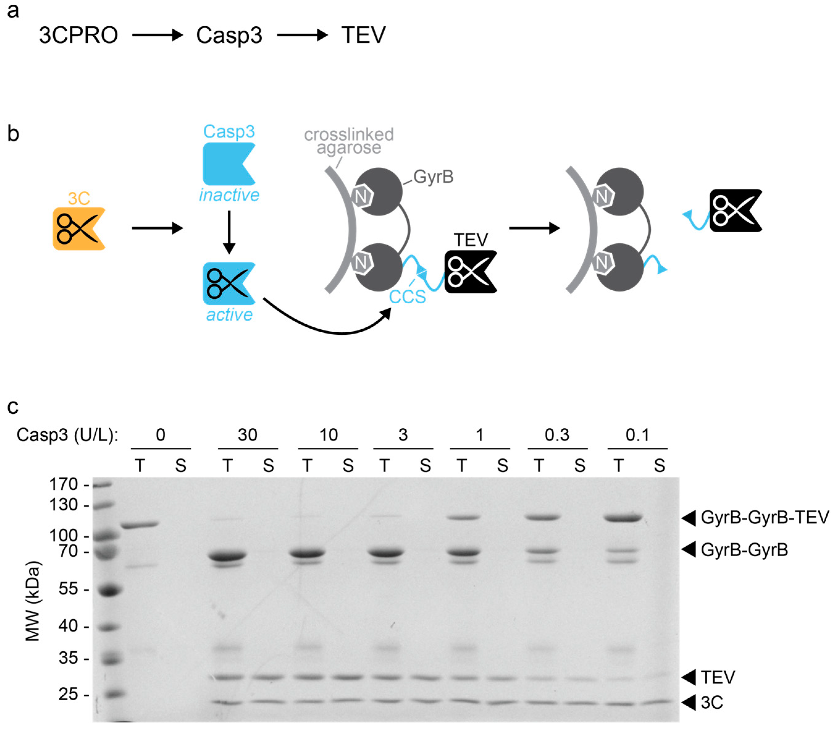 Molecules 24 01945 g003 Molecules 24 01945 g003