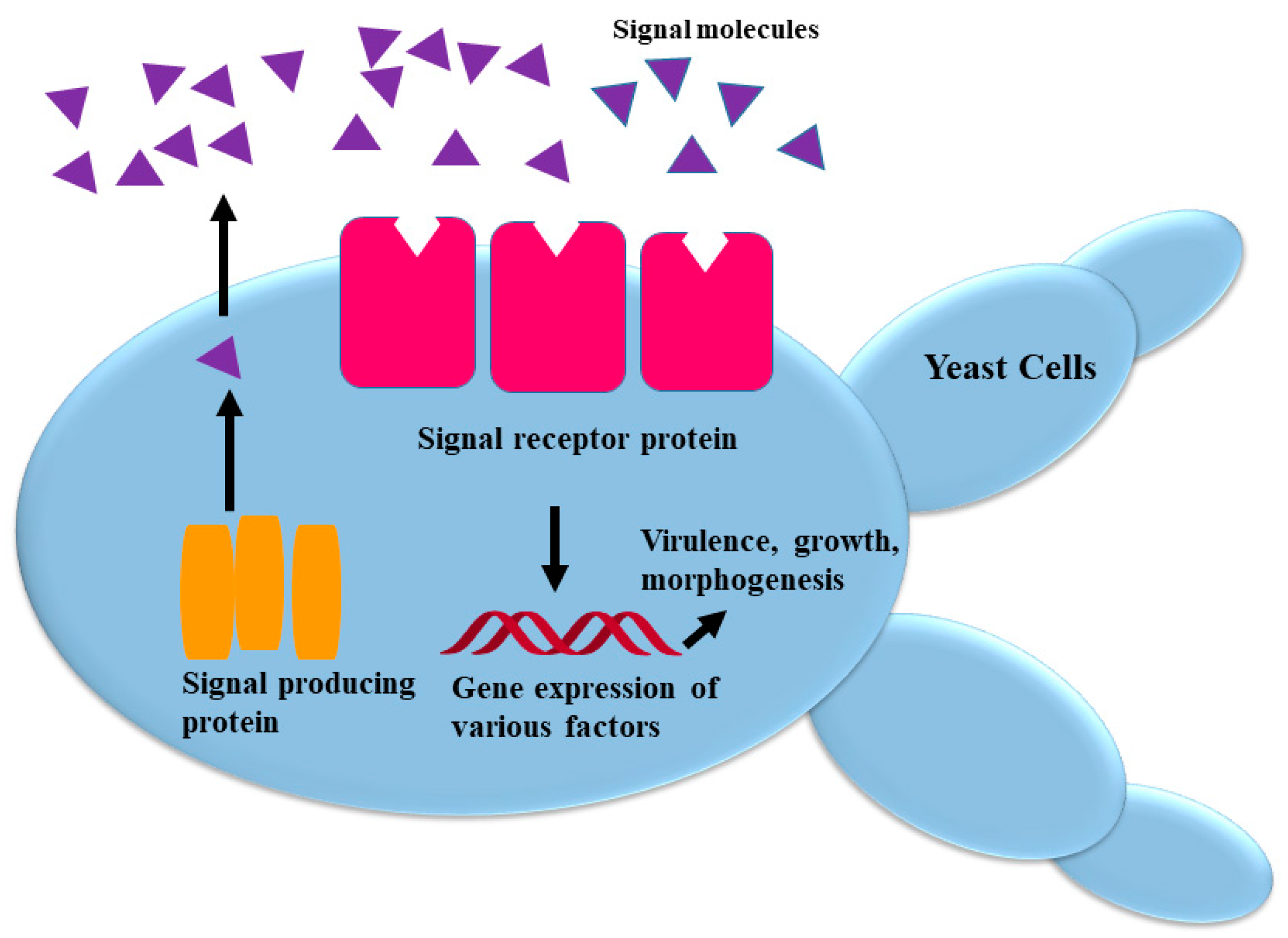 Molecules 24 01950 g001 Molecules 24 01950 g001
