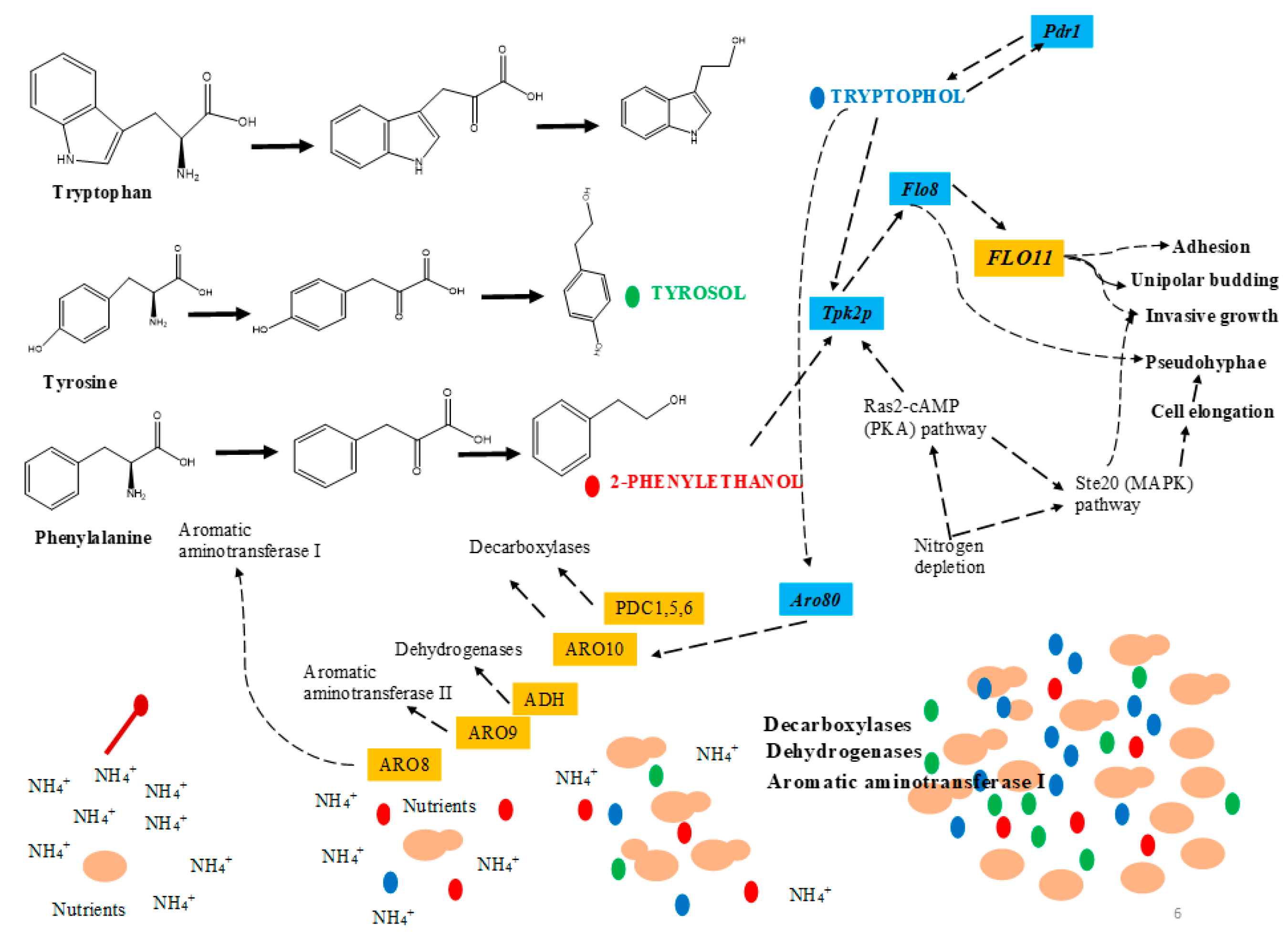 Molecules 24 01950 g003 Molecules 24 01950 g003