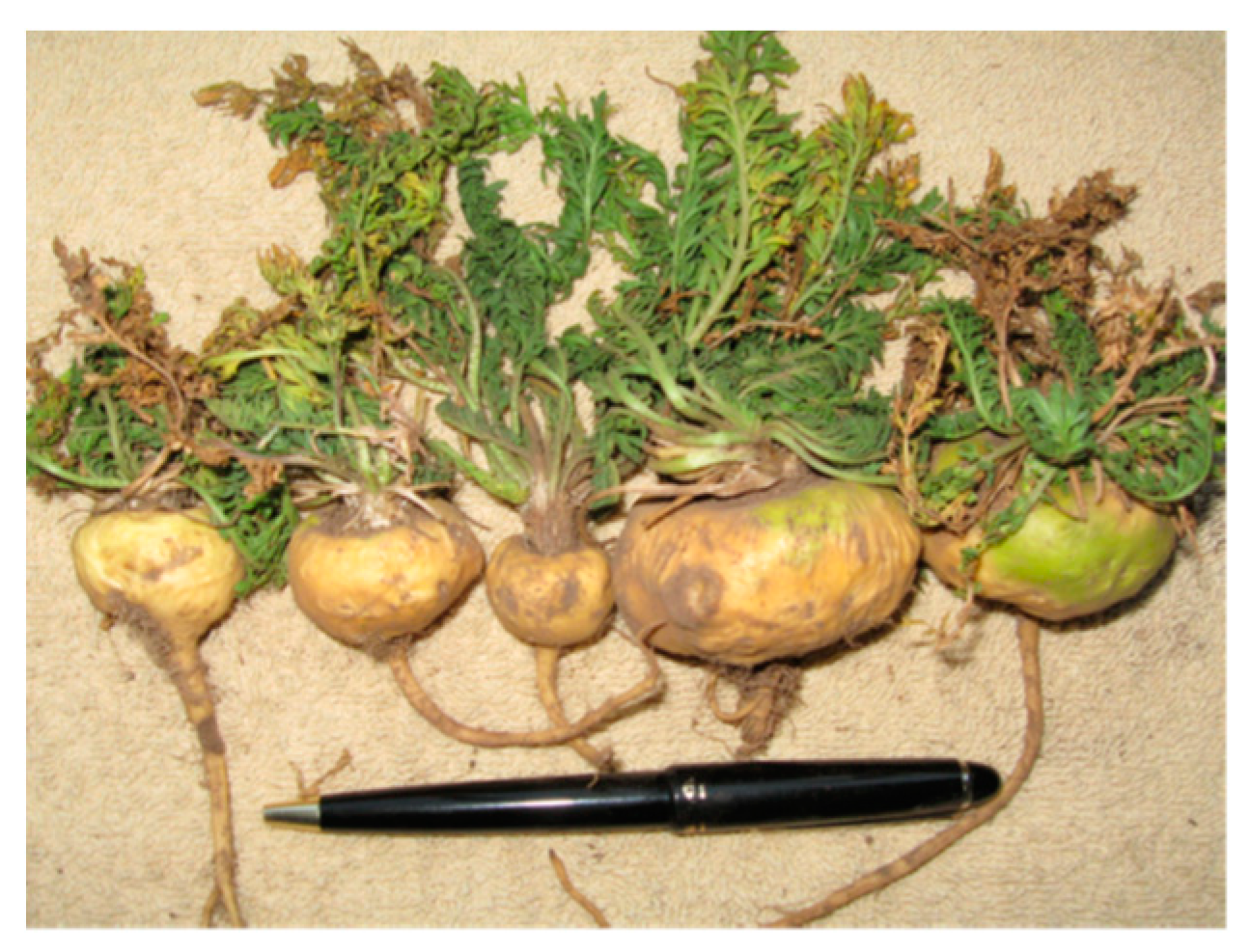 Molecules 24 01981 g001