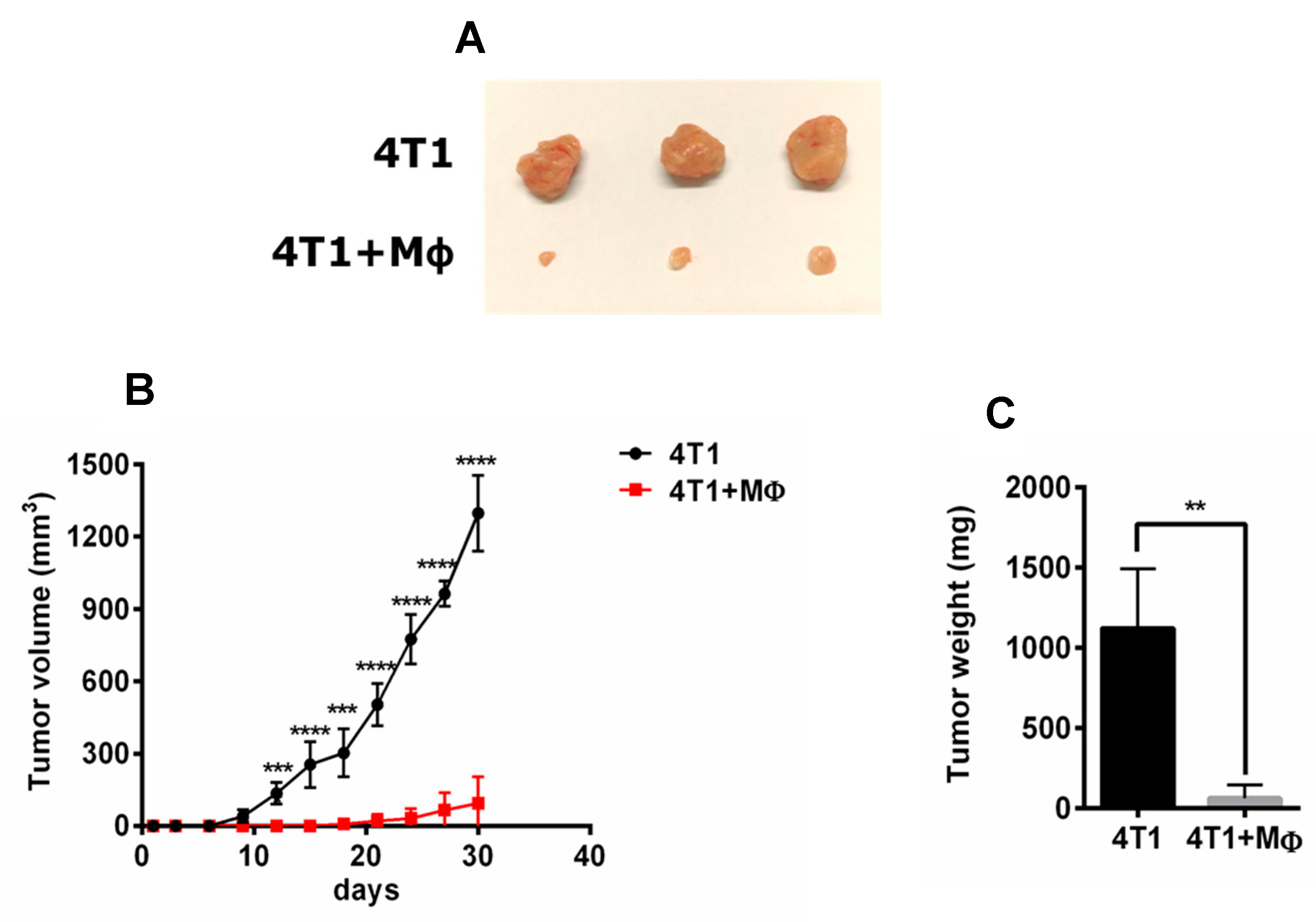 Astragalus Polysaccharide RAP Induces Macrophage Phenotype