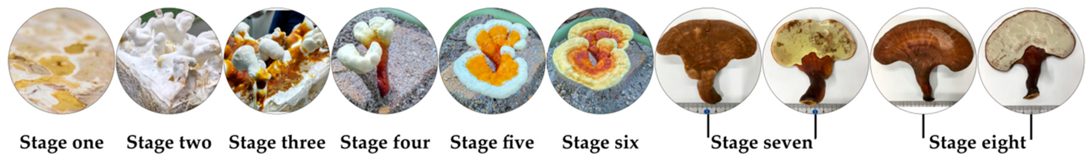 Molecules 24 02044 g001 Molecules 24 02044 g001