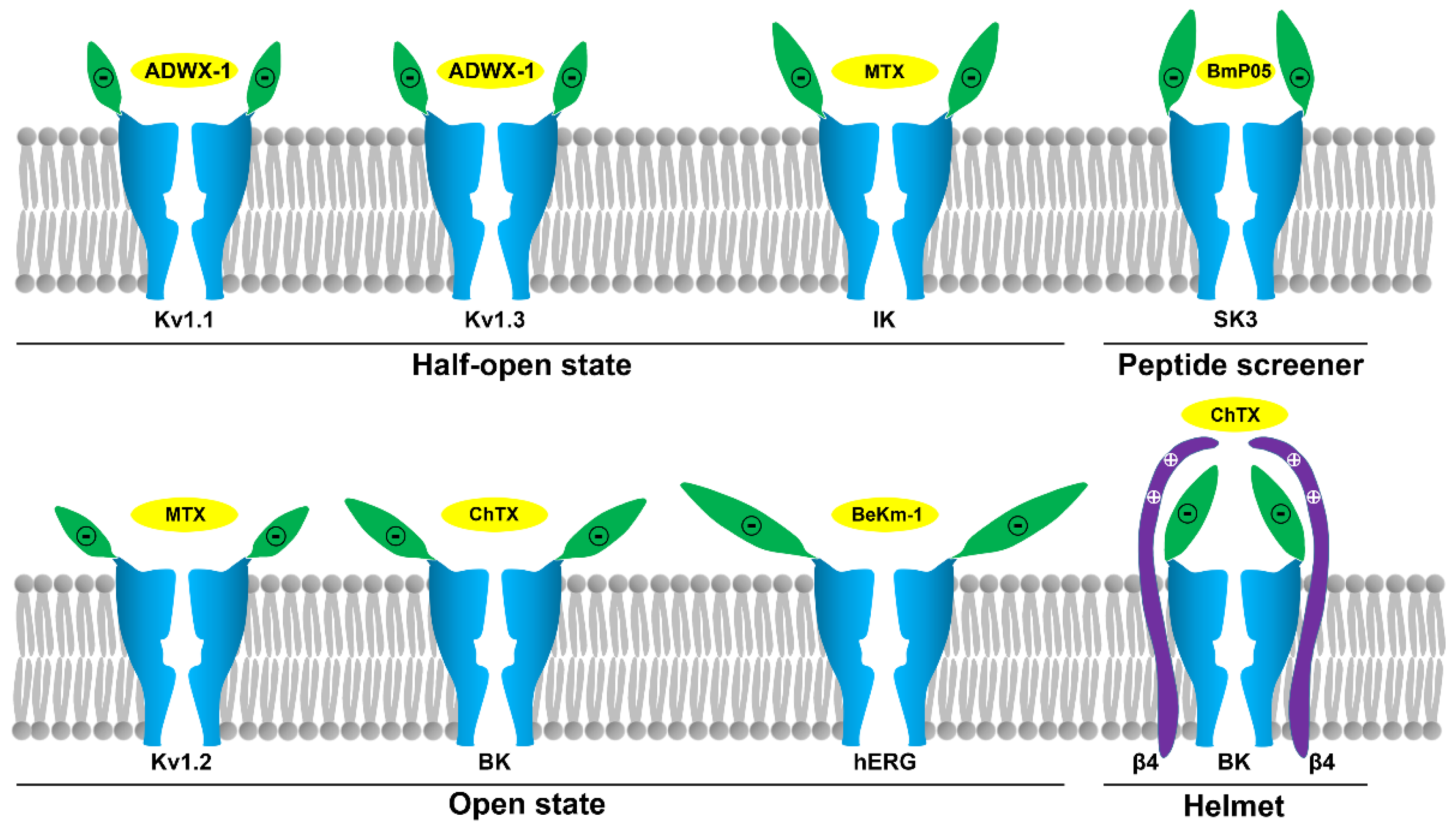 Molecules 24 02045 g007