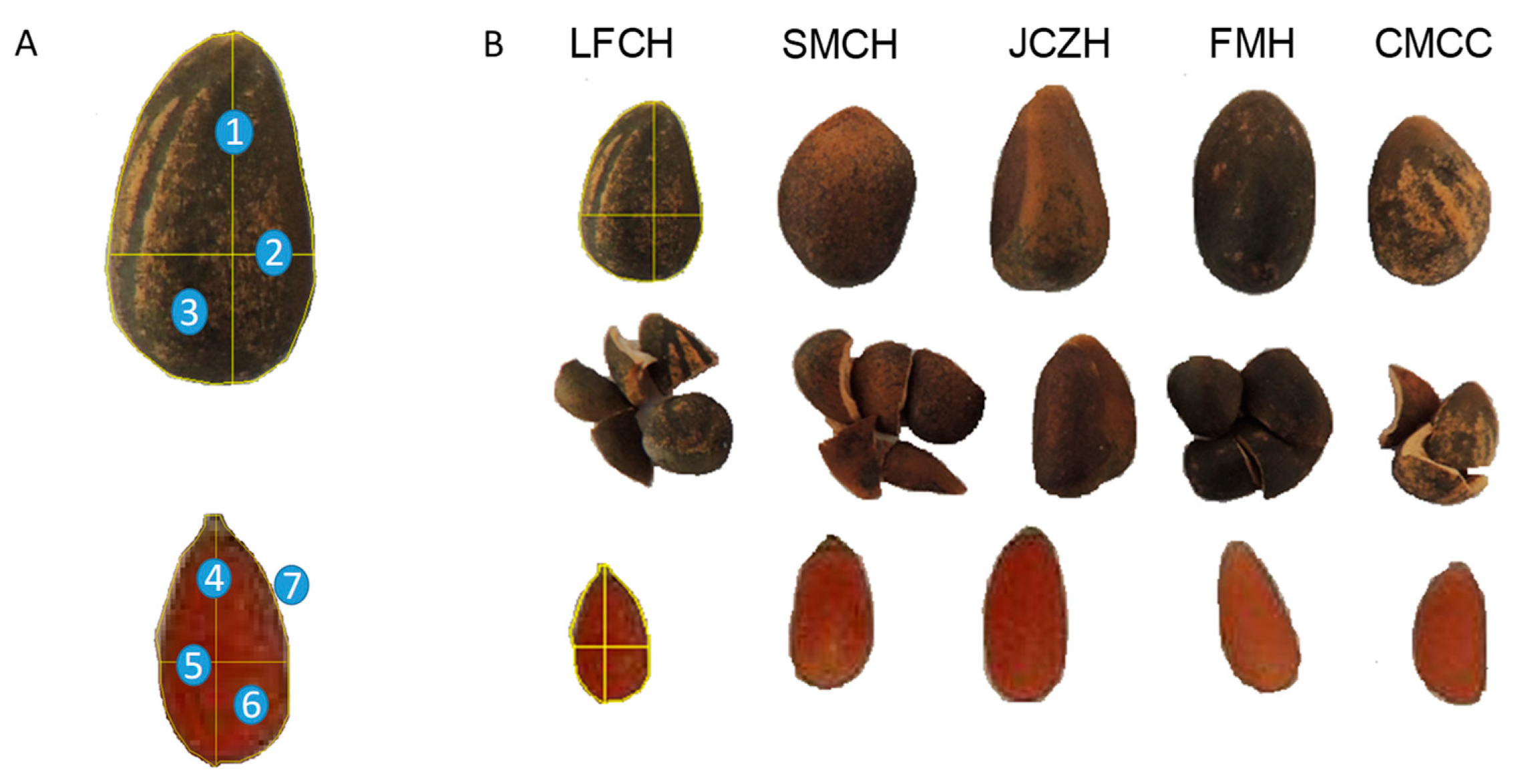 Molecules 24 02057 g005