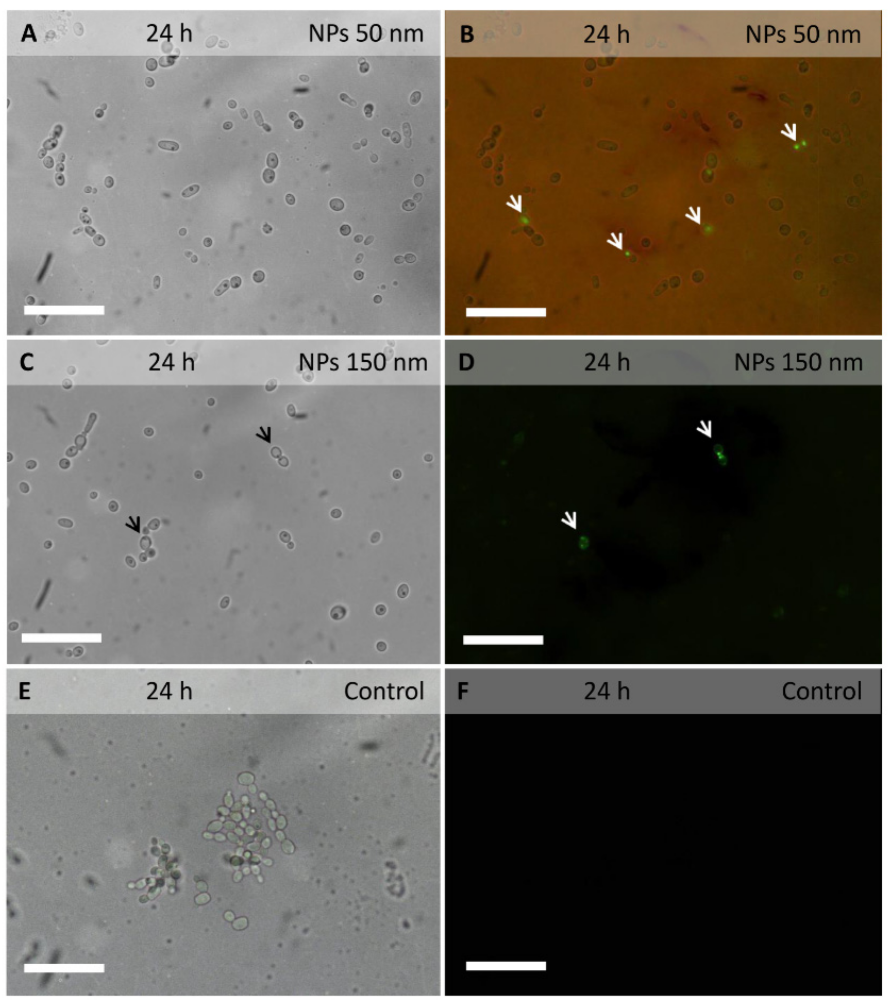 Molecules 24 02070 g001