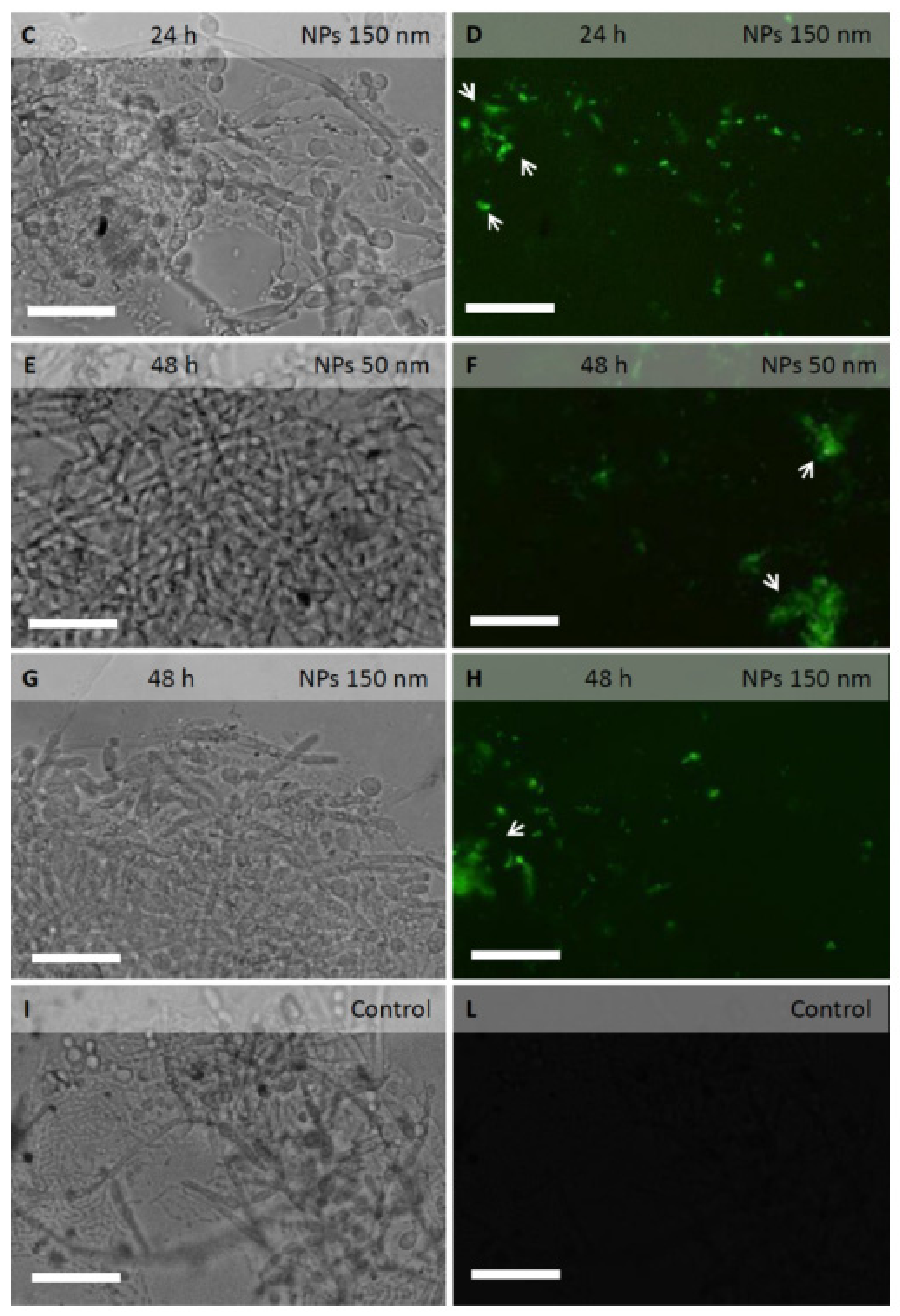 Molecules 24 02070 g002b