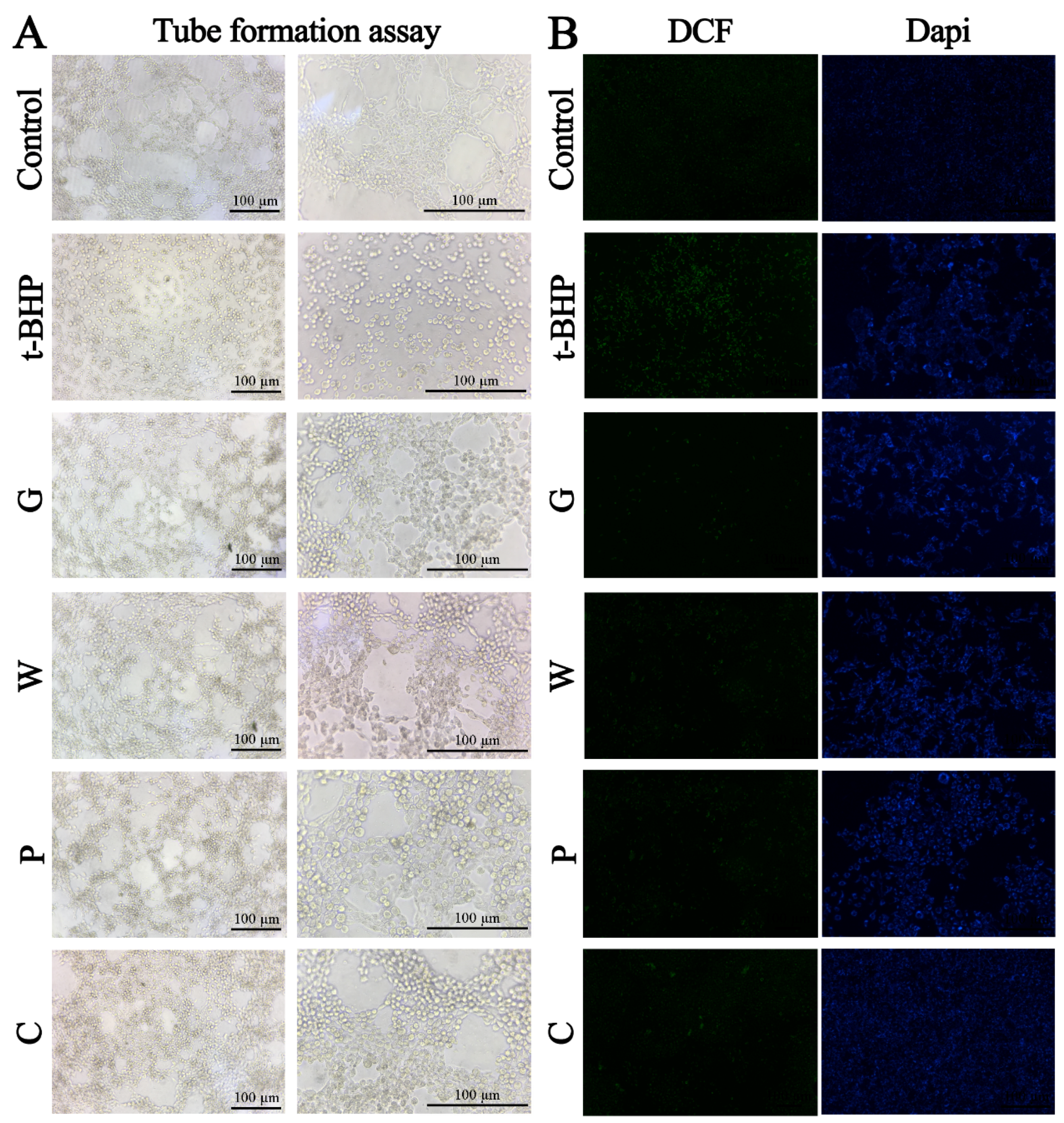 Molecules 24 02073 g005 Molecules 24 02073 g005