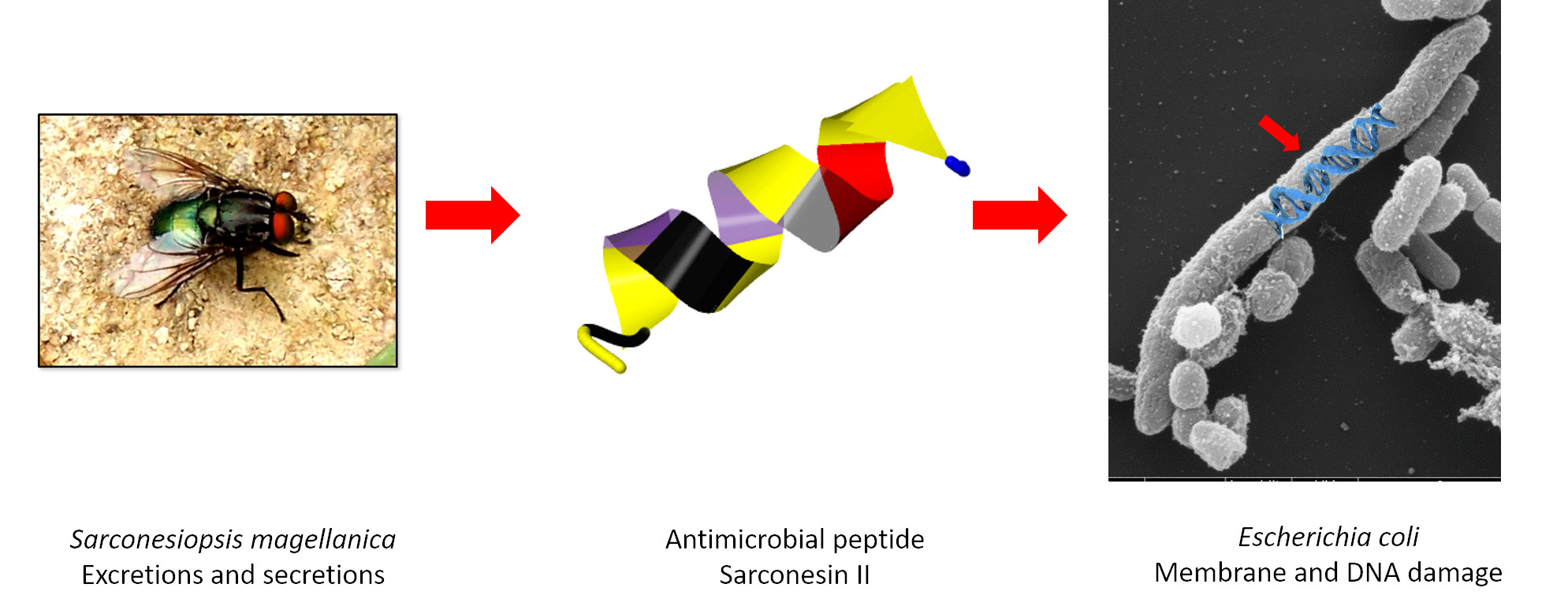 Molecules Free Full Text Sarconesin Ii A New Antimicrobial Peptide Isolated From Sarconesiopsis Magellanica Excretions And Secretions Html