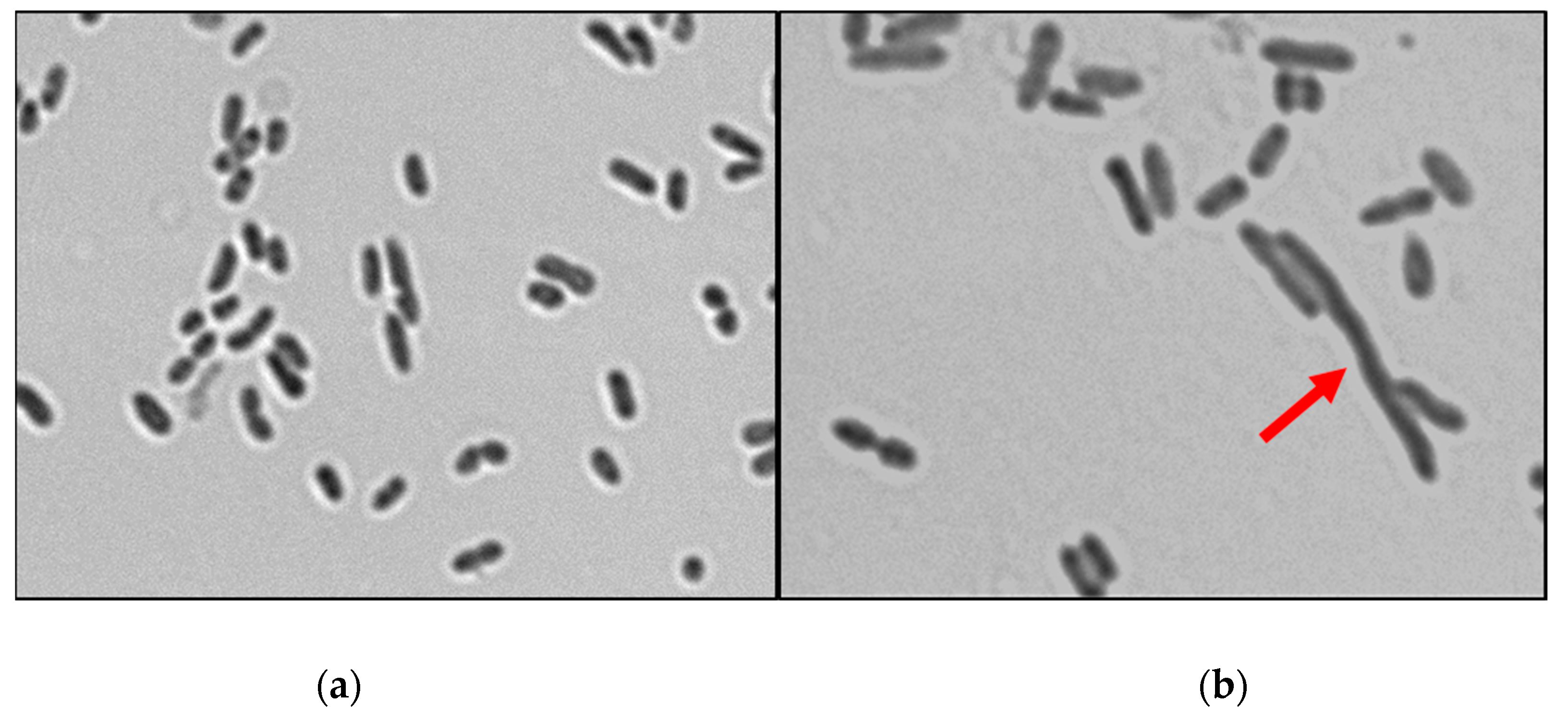 Molecules Free Full Text Sarconesin Ii A New Antimicrobial Peptide Isolated From Sarconesiopsis Magellanica Excretions And Secretions Html