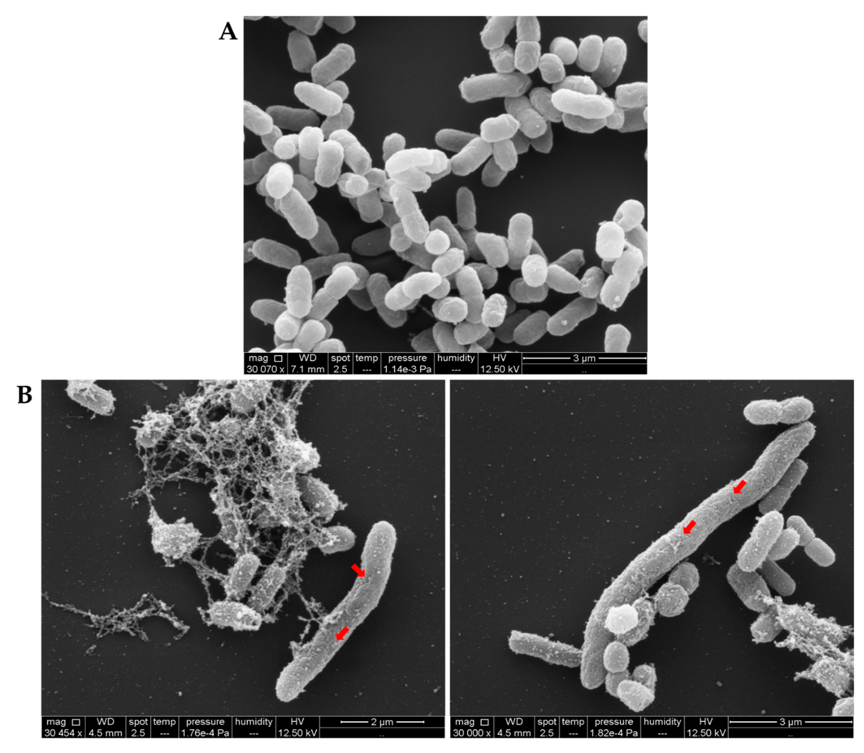 Molecules Free Full Text Sarconesin Ii A New Antimicrobial Peptide Isolated From Sarconesiopsis Magellanica Excretions And Secretions Html