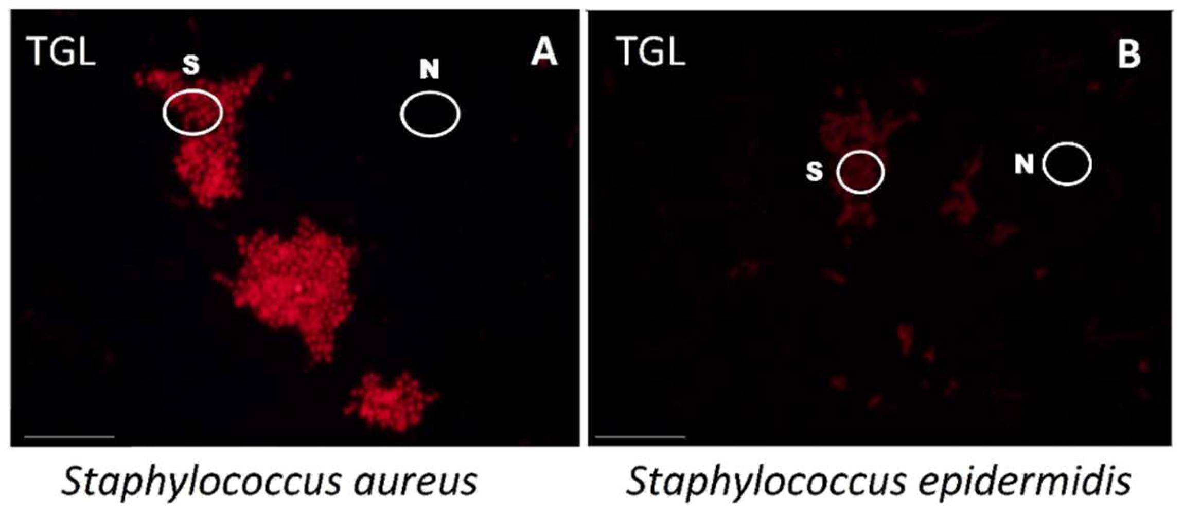 Molecules 24 02083 g005 Molecules 24 02083 g005