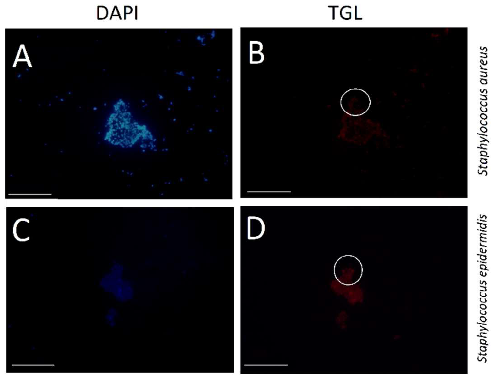 Molecules 24 02083 g008 Molecules 24 02083 g008