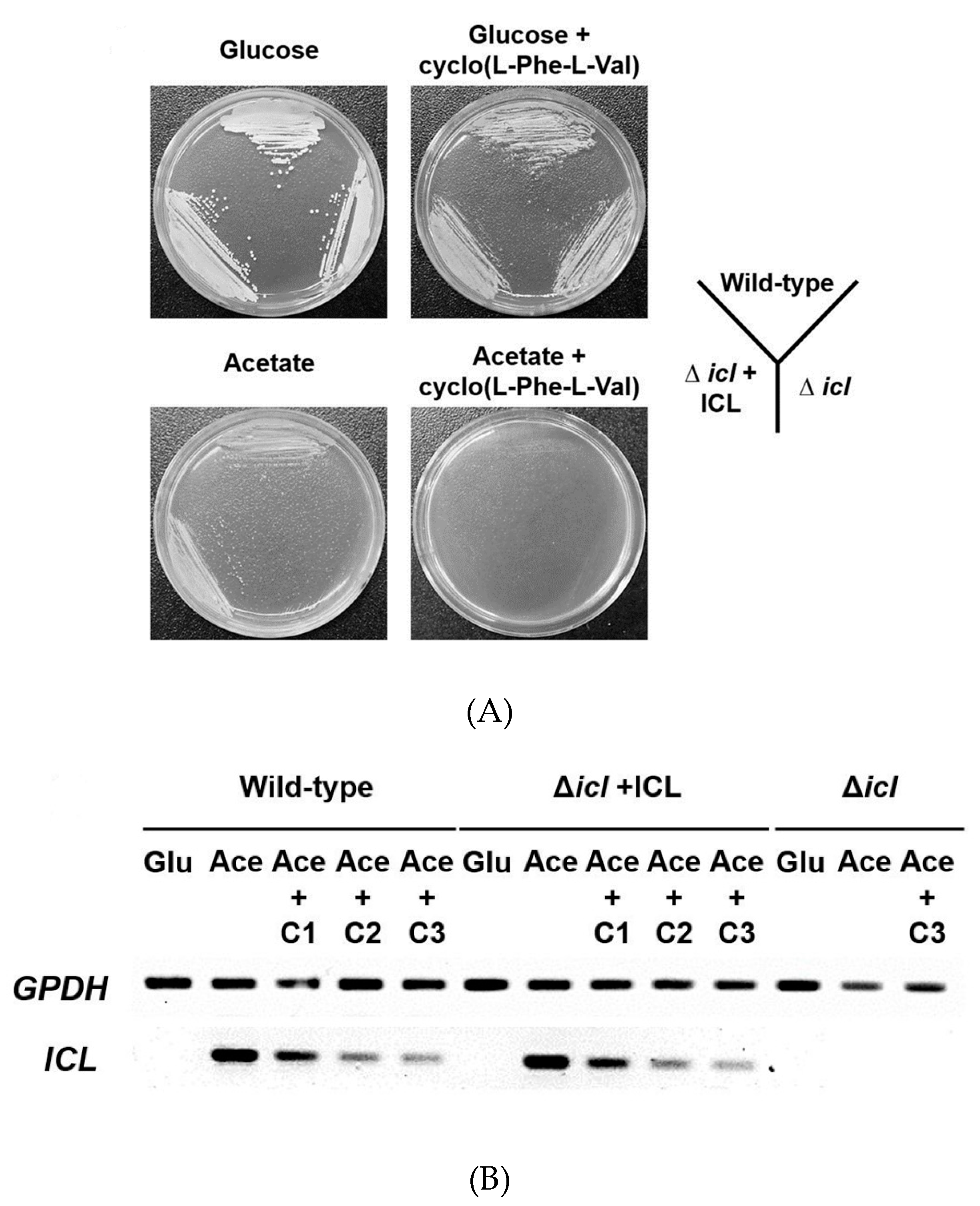 Molecules 24 02111 g003 Molecules 24 02111 g003