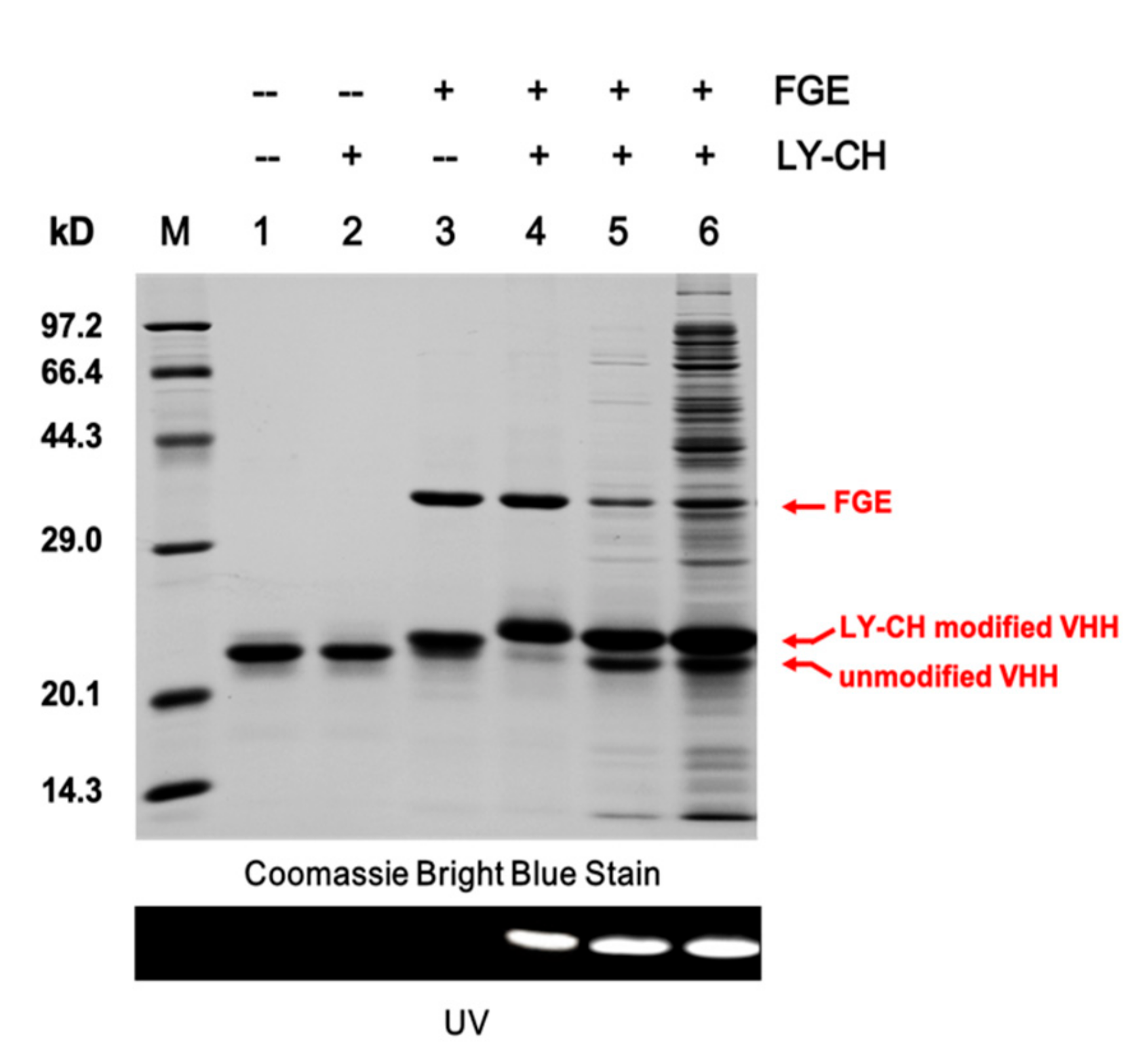 Molecules 24 02119 g002