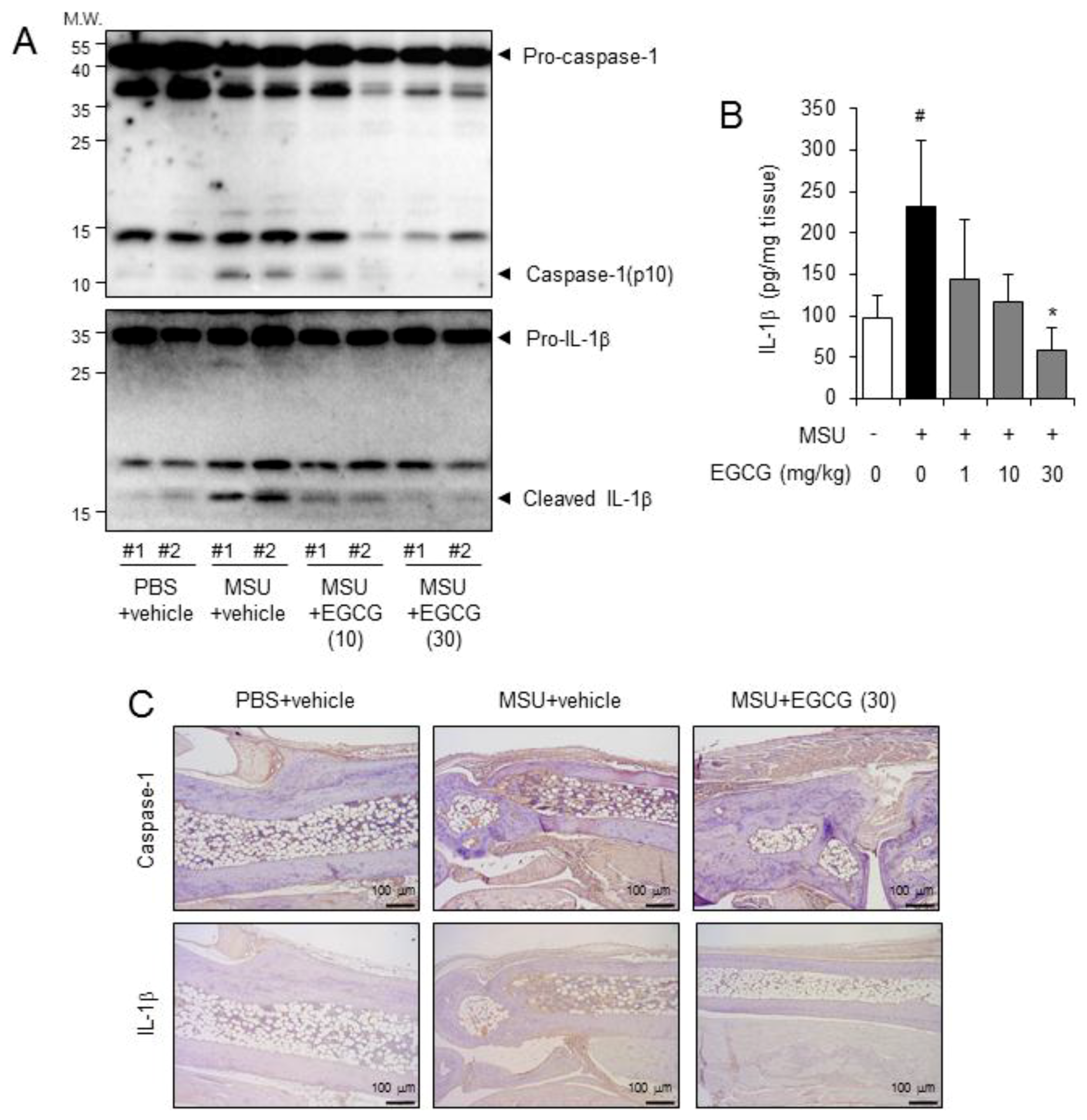 Molecules 24 02138 g003 Molecules 24 02138 g003