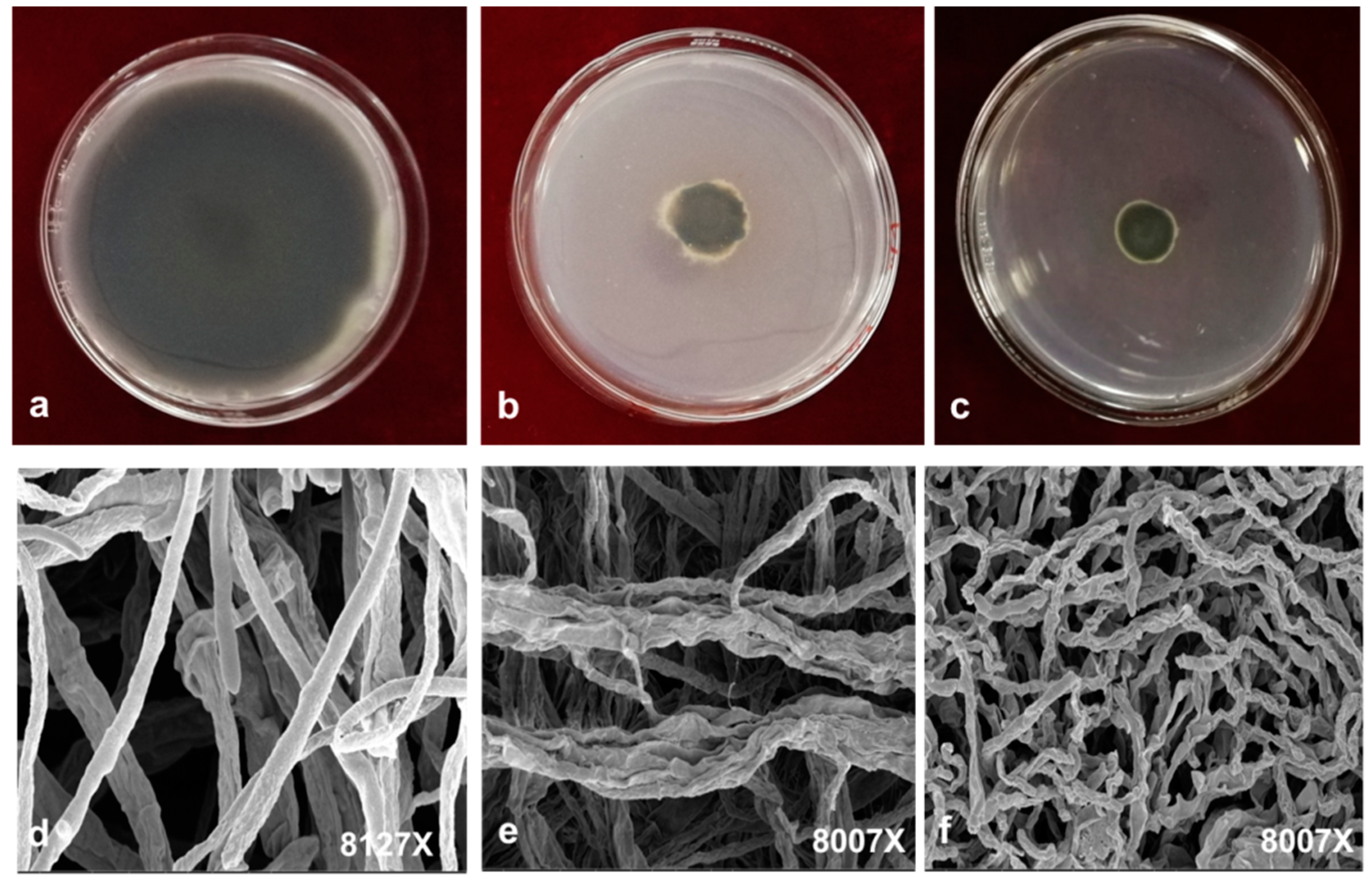 Molecules 24 02140 g004