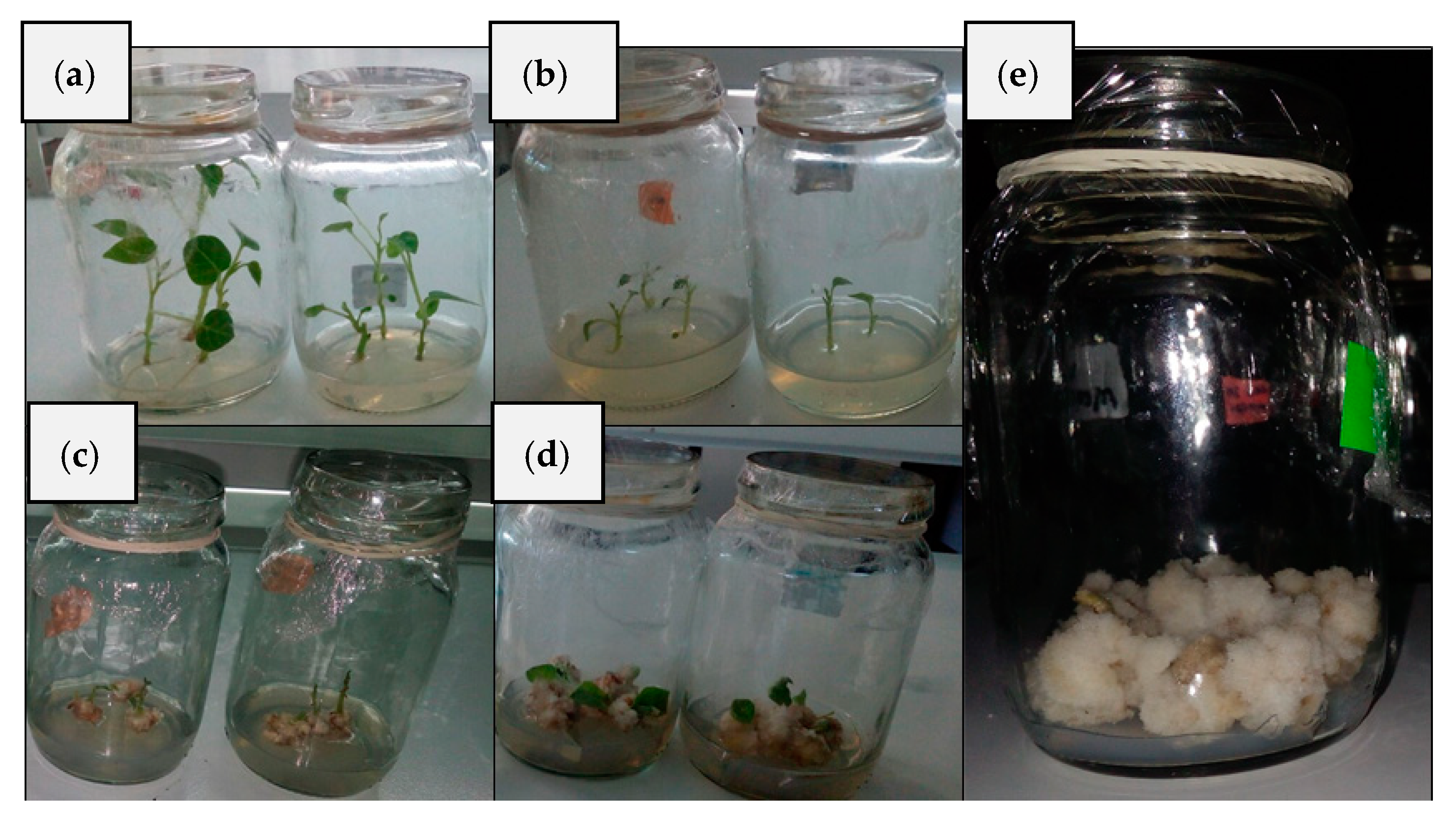 Molecules 24 02196 g001