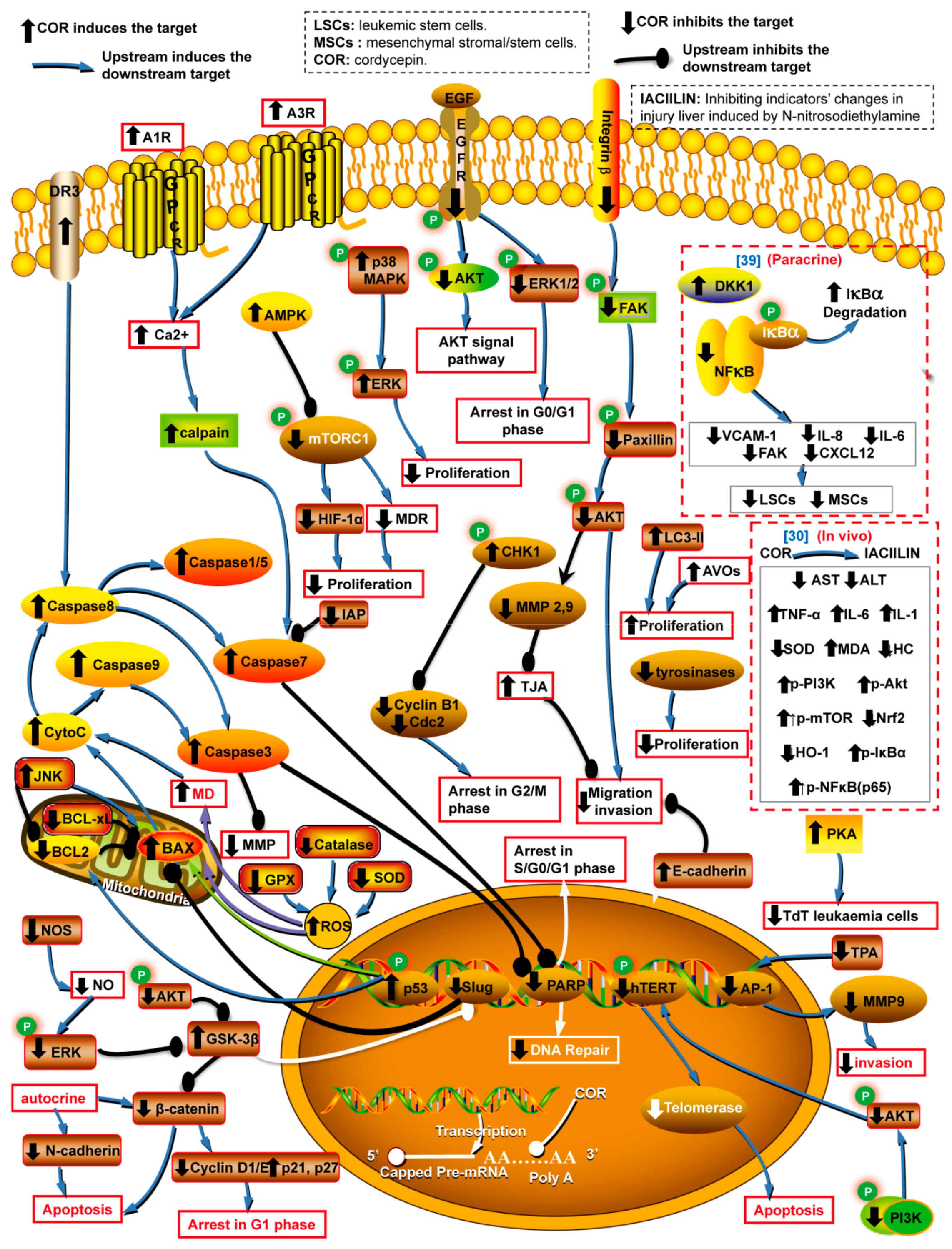 Molecules | Free Full-Text | Therapeutic Potential and Biological 