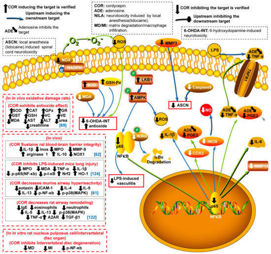 Therapeutic Potential and Biological Applications of