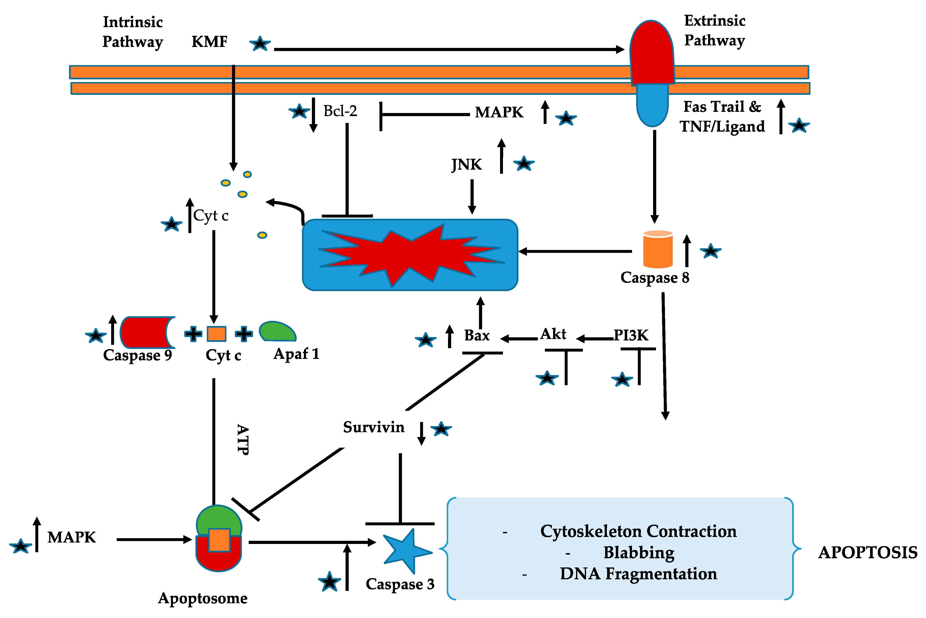 Molecules 24 02277 g002