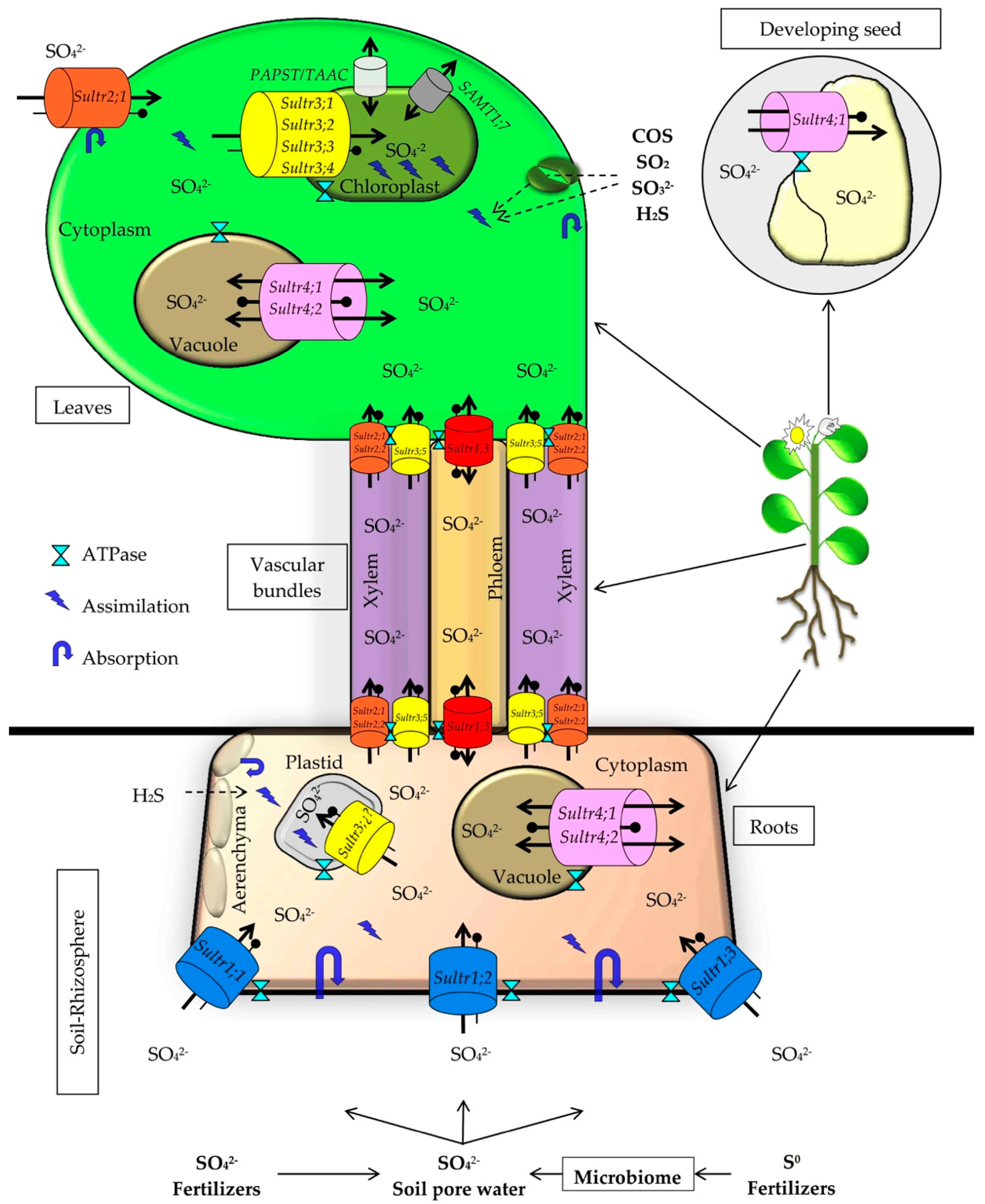 Molecules Free Full Text From Elemental Sulfur To Hydrogen Sulfide In Agricultural Soils And Plants Html