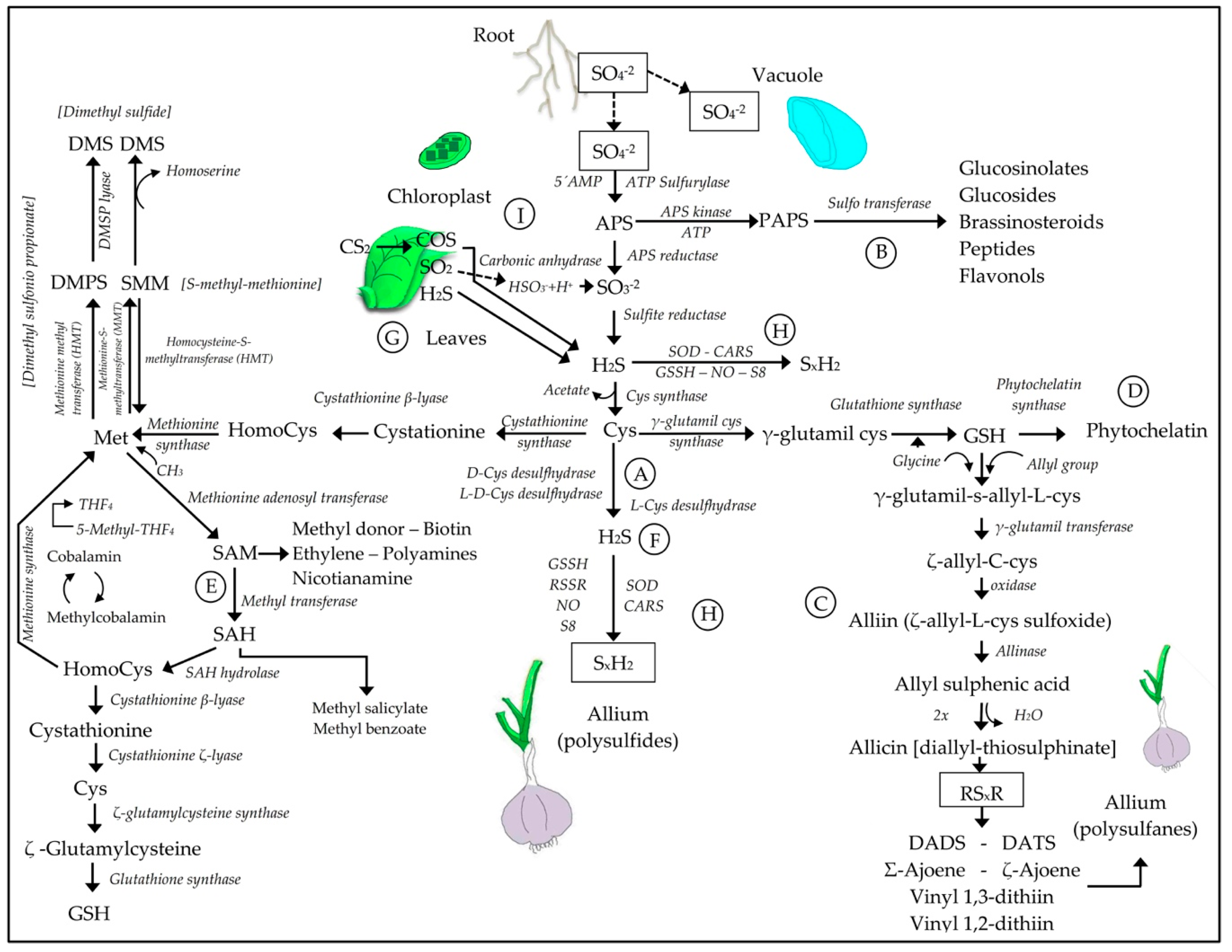 Molecules 24 02282 g004 Molecules 24 02282 g004