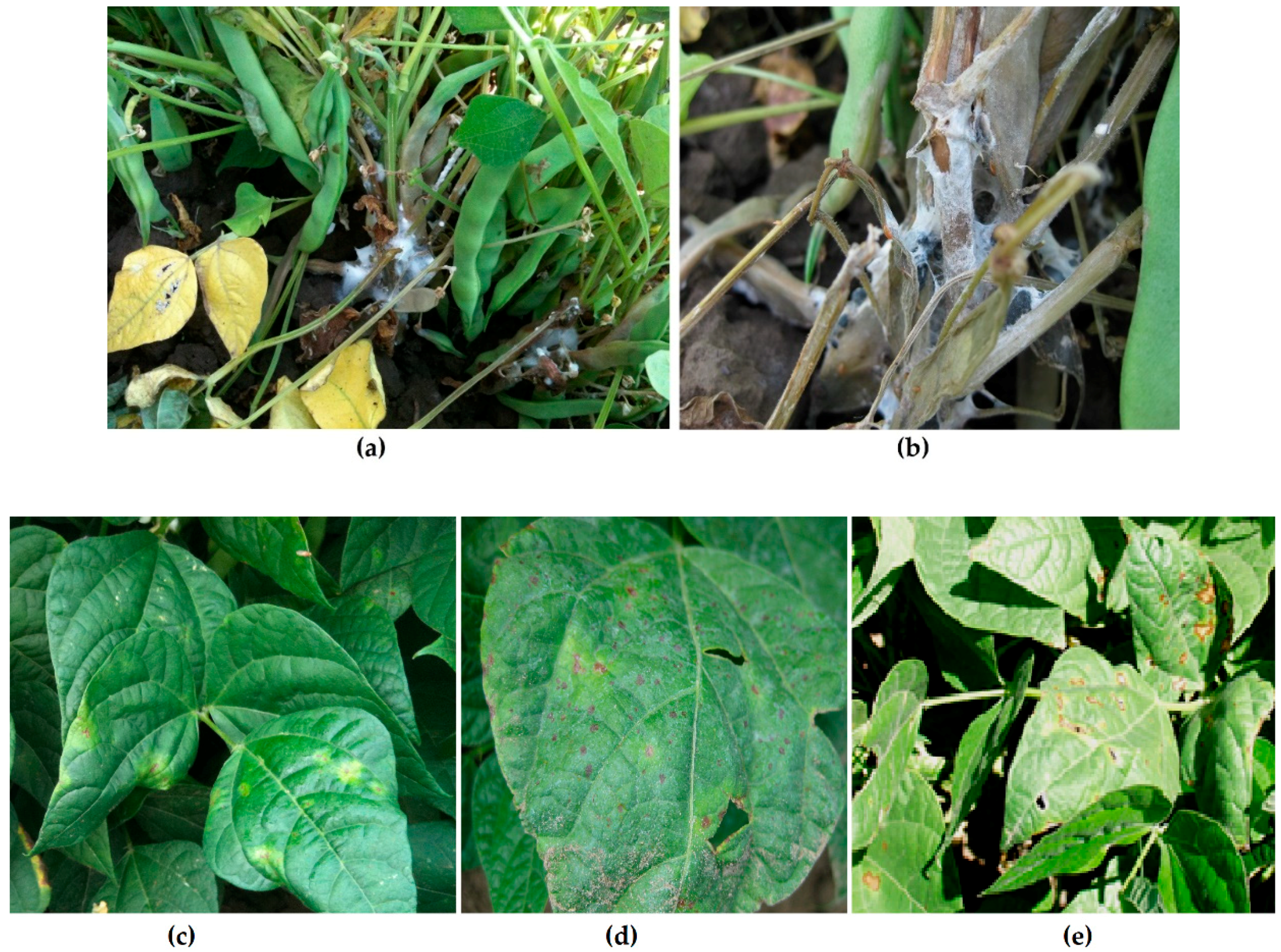 Molecules 24 02312 g001 Molecules 24 02312 g001