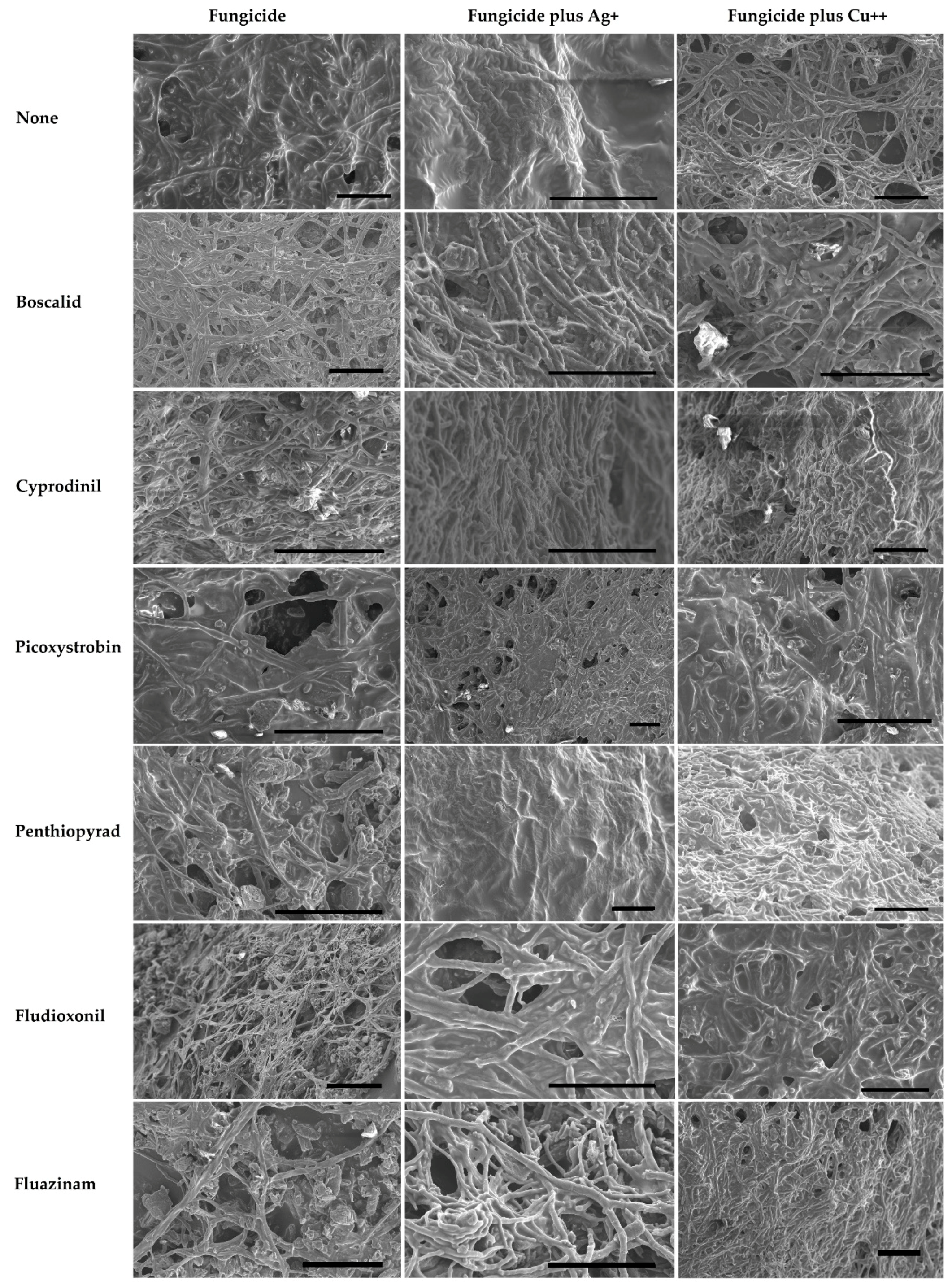 Molecules 24 02312 g002 Molecules 24 02312 g002