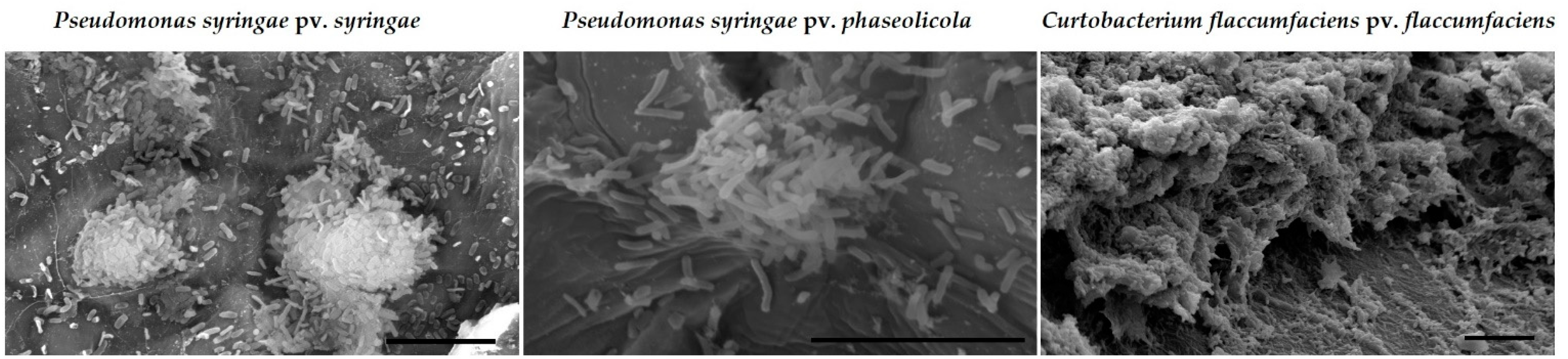 Molecules 24 02312 g003 Molecules 24 02312 g003