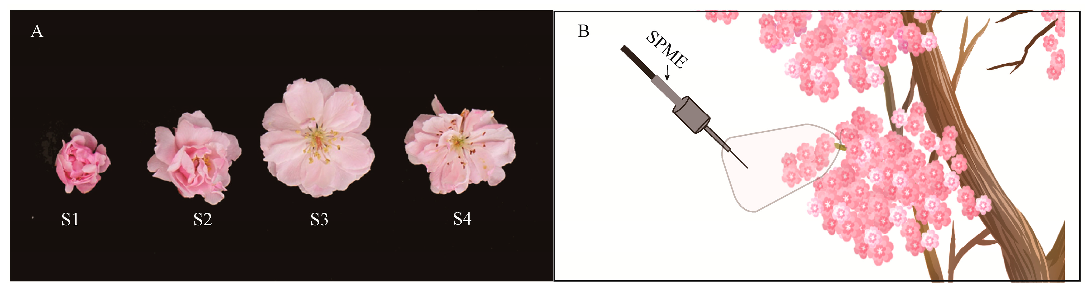 Molecules 24 02356 g005 Molecules 24 02356 g005