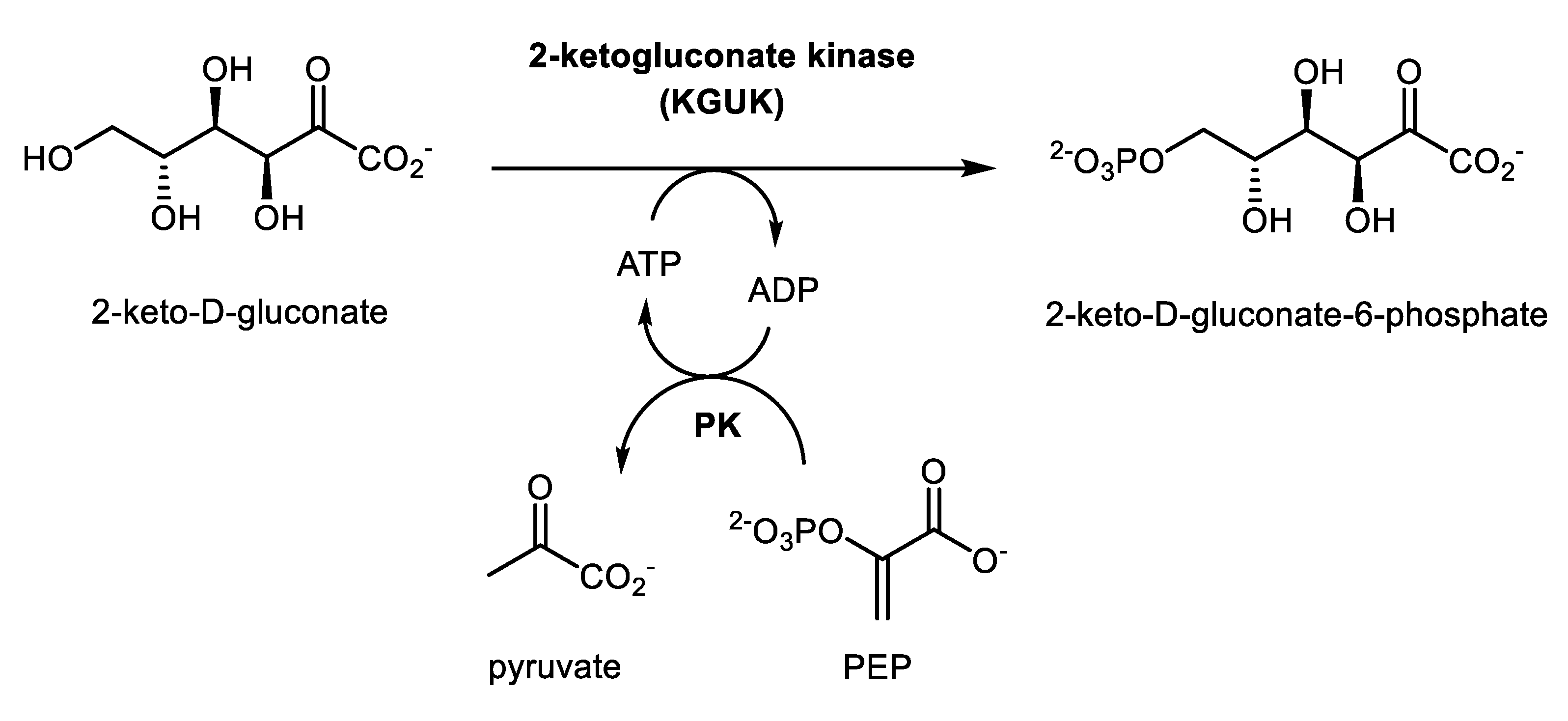 Molecules Free Full Text 2 Ketogluconate Kinase From Cupriavidus Necator H16 Purification Characterization And Exploration Of Its Substrate Specificity Html