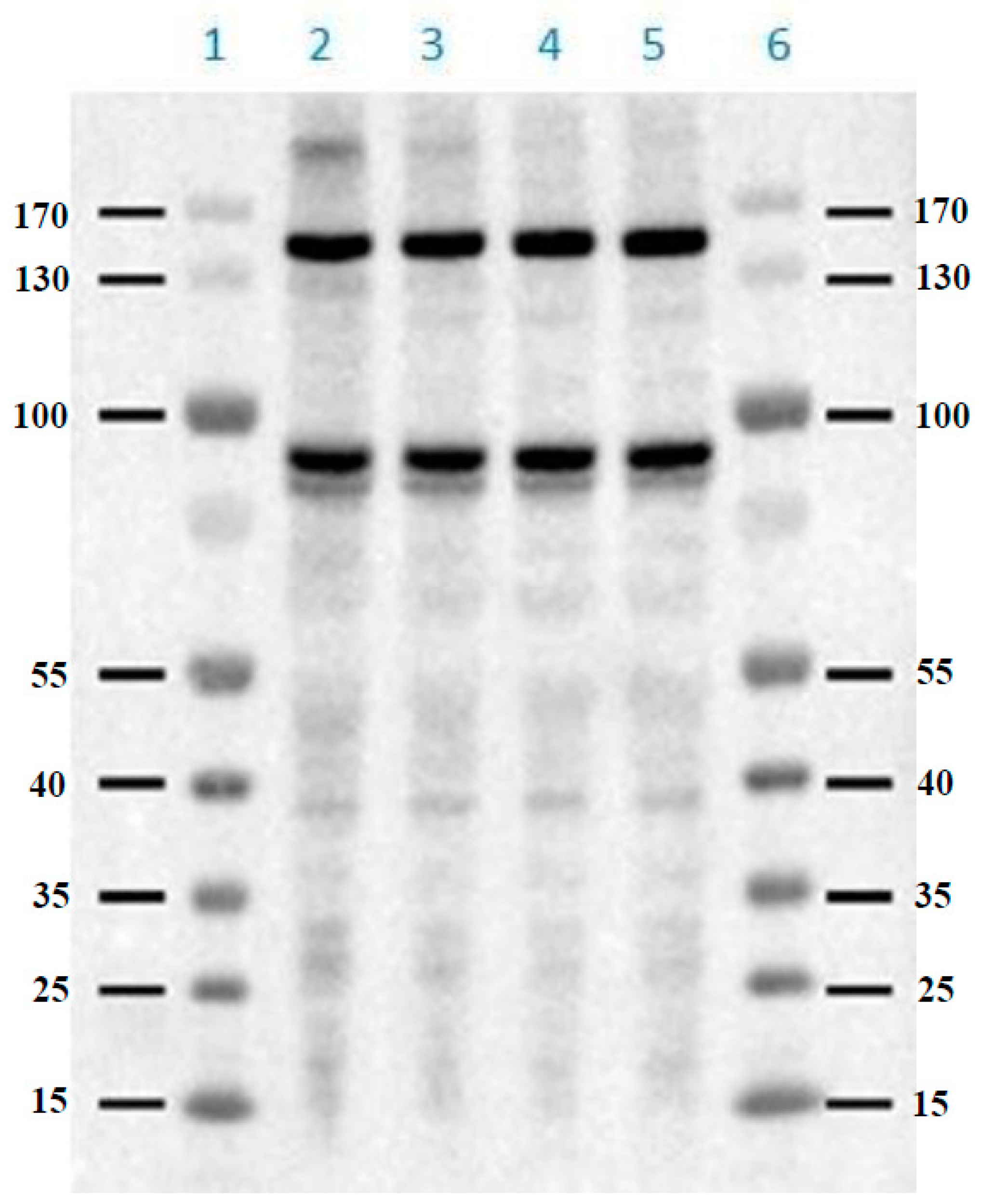 Molecules 24 02394 g003
