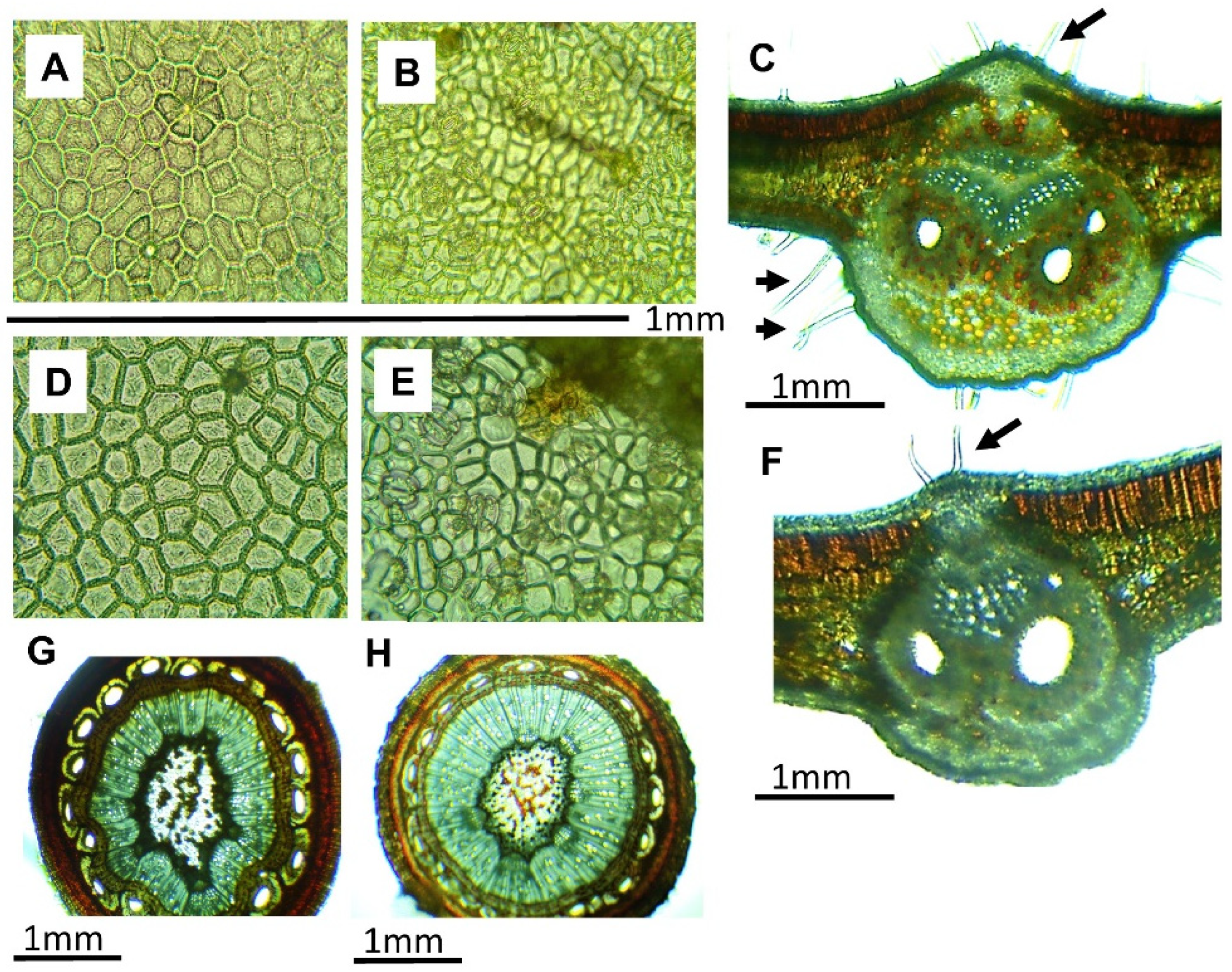Molecules 24 02438 g002