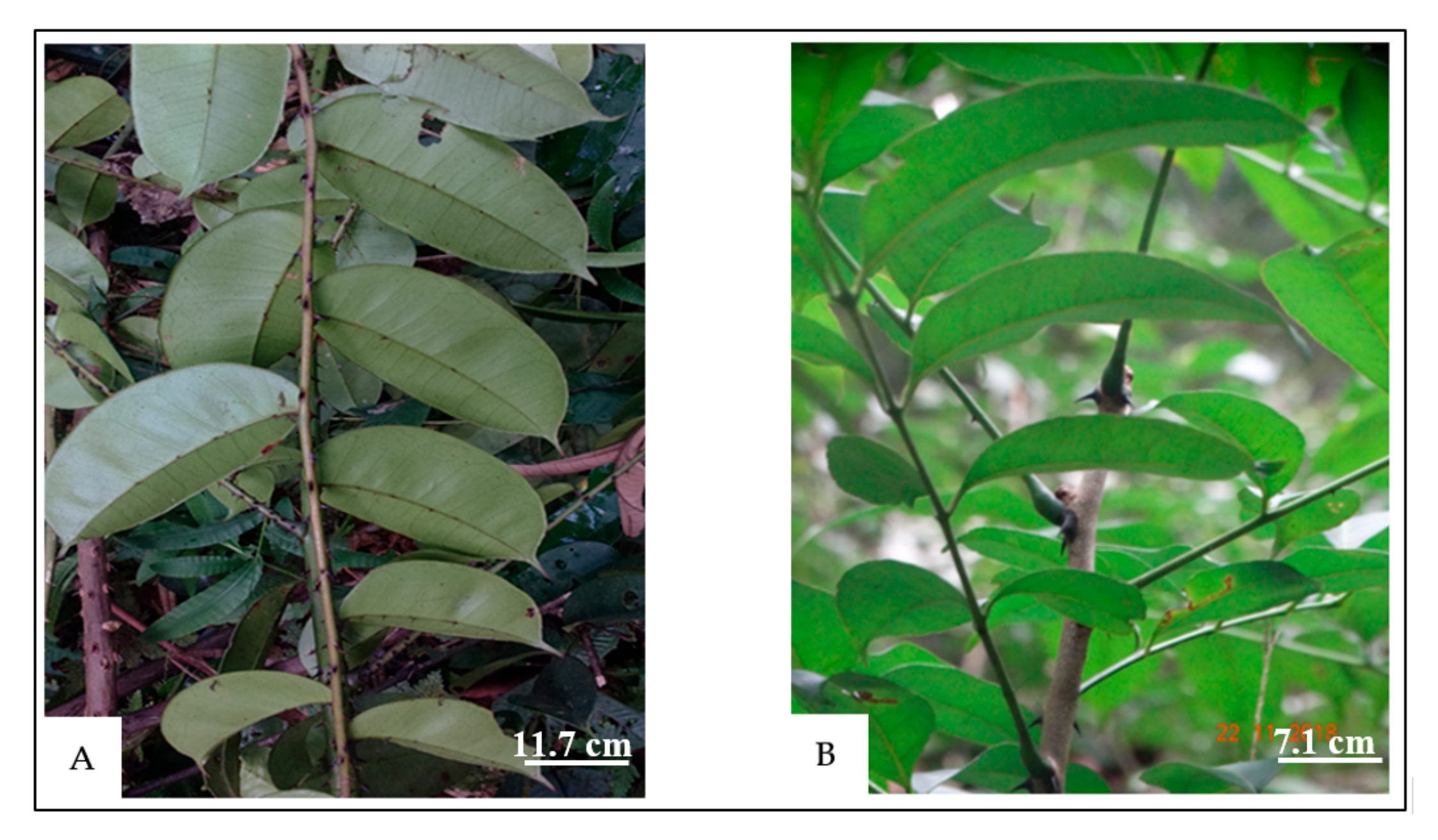 Molecules 24 02445 g001 Molecules 24 02445 g001